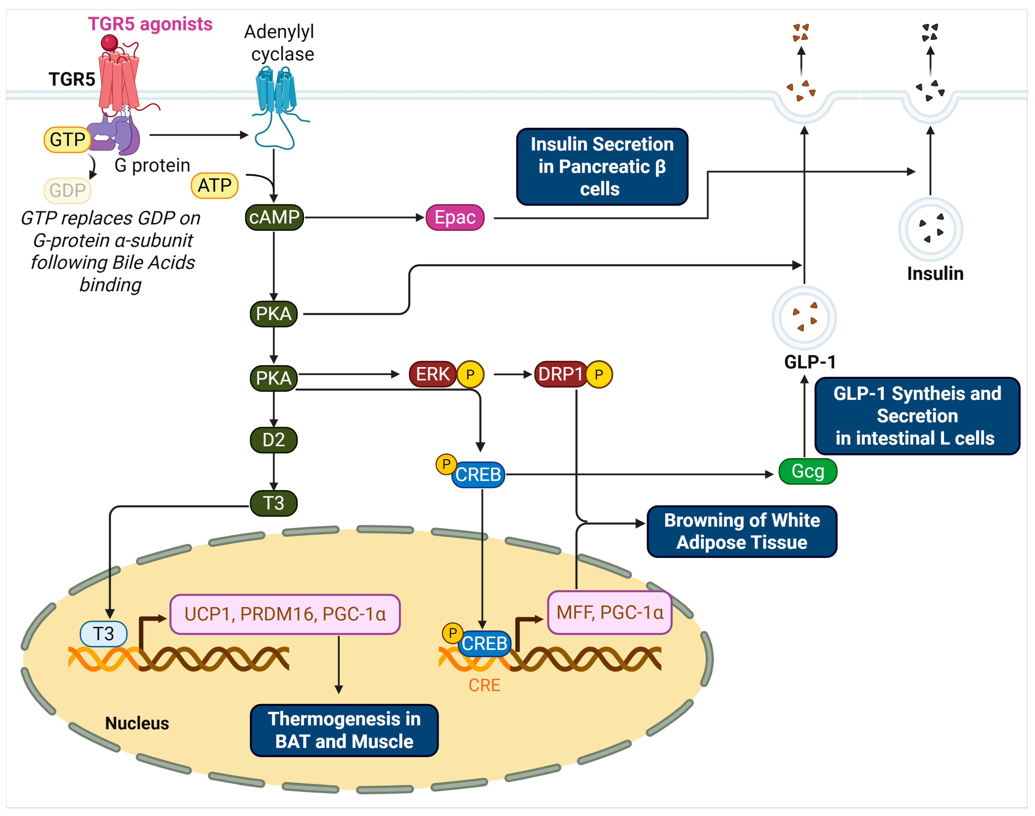 Biomedicines 13 02405 g001