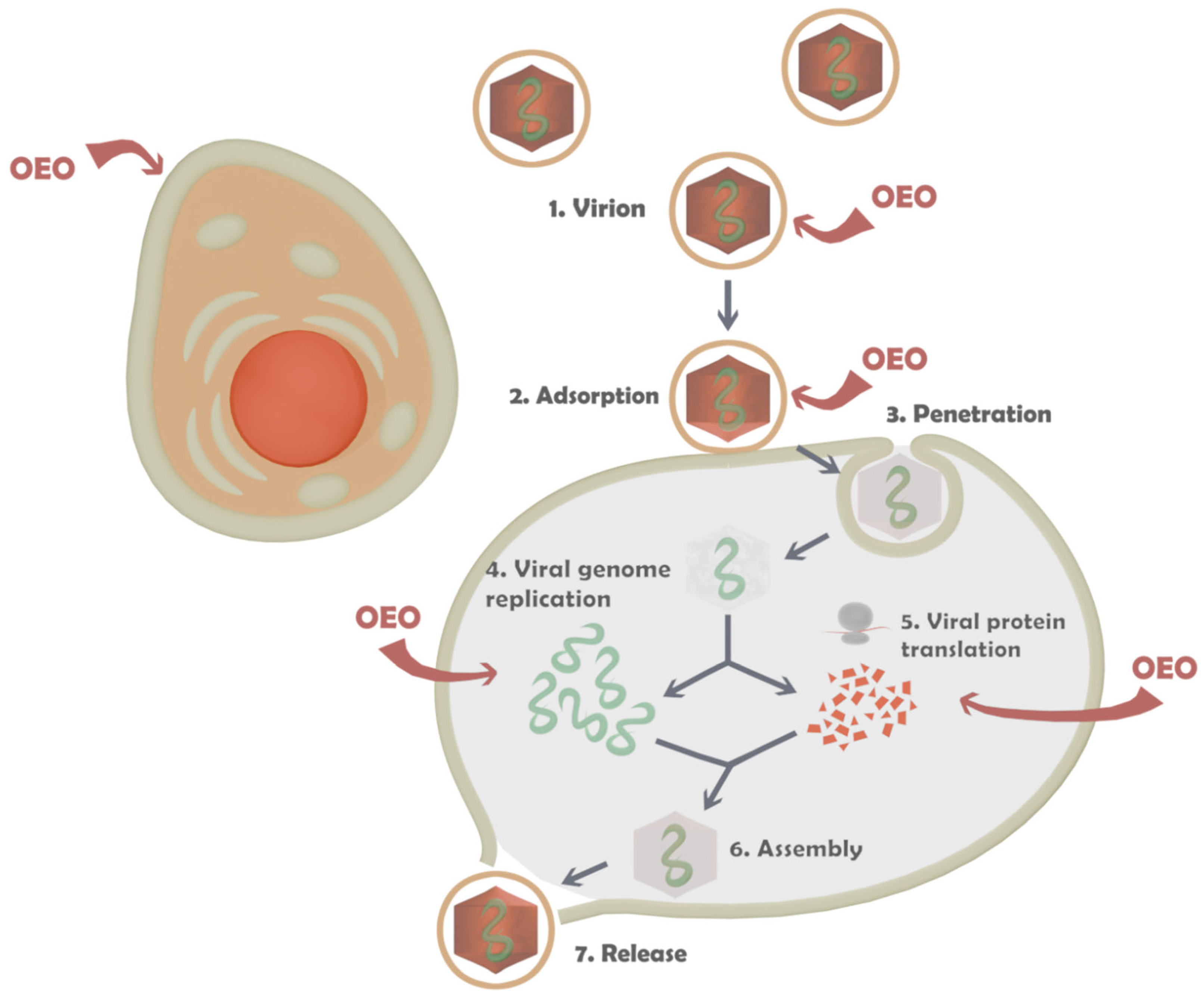 Biomedicines 13 02417 g007 Biomedicines 13 02417 g007