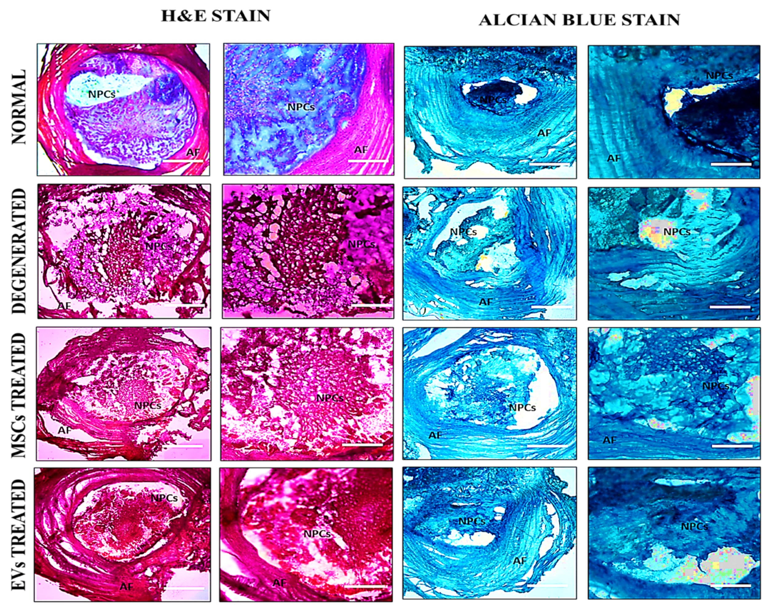 Biomedicines 13 02420 g003 Biomedicines 13 02420 g003