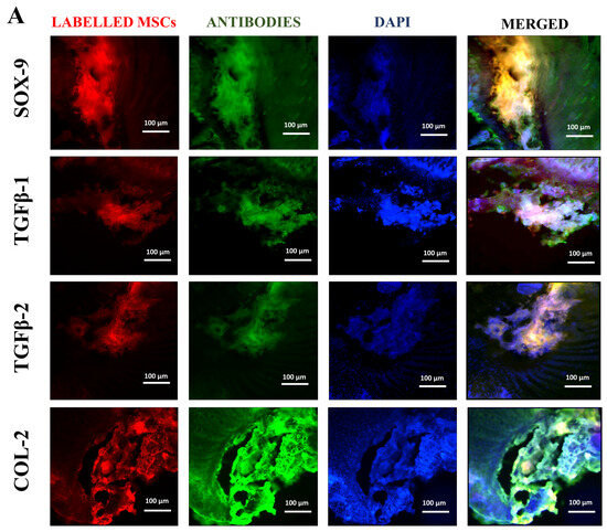Biomedicines 13 02420 g005a Biomedicines 13 02420 g005a