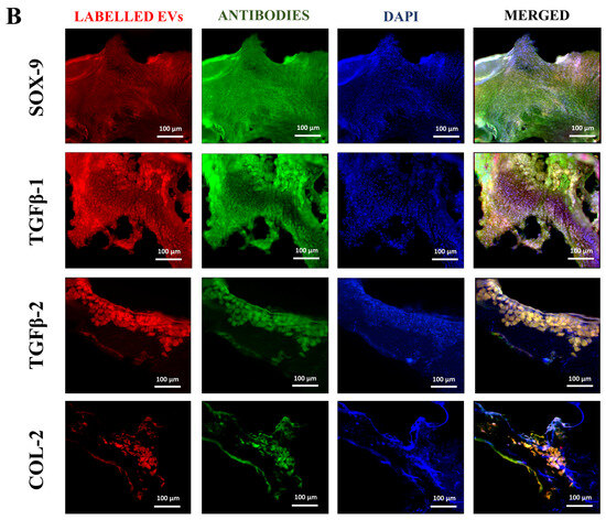 Biomedicines 13 02420 g005b Biomedicines 13 02420 g005b