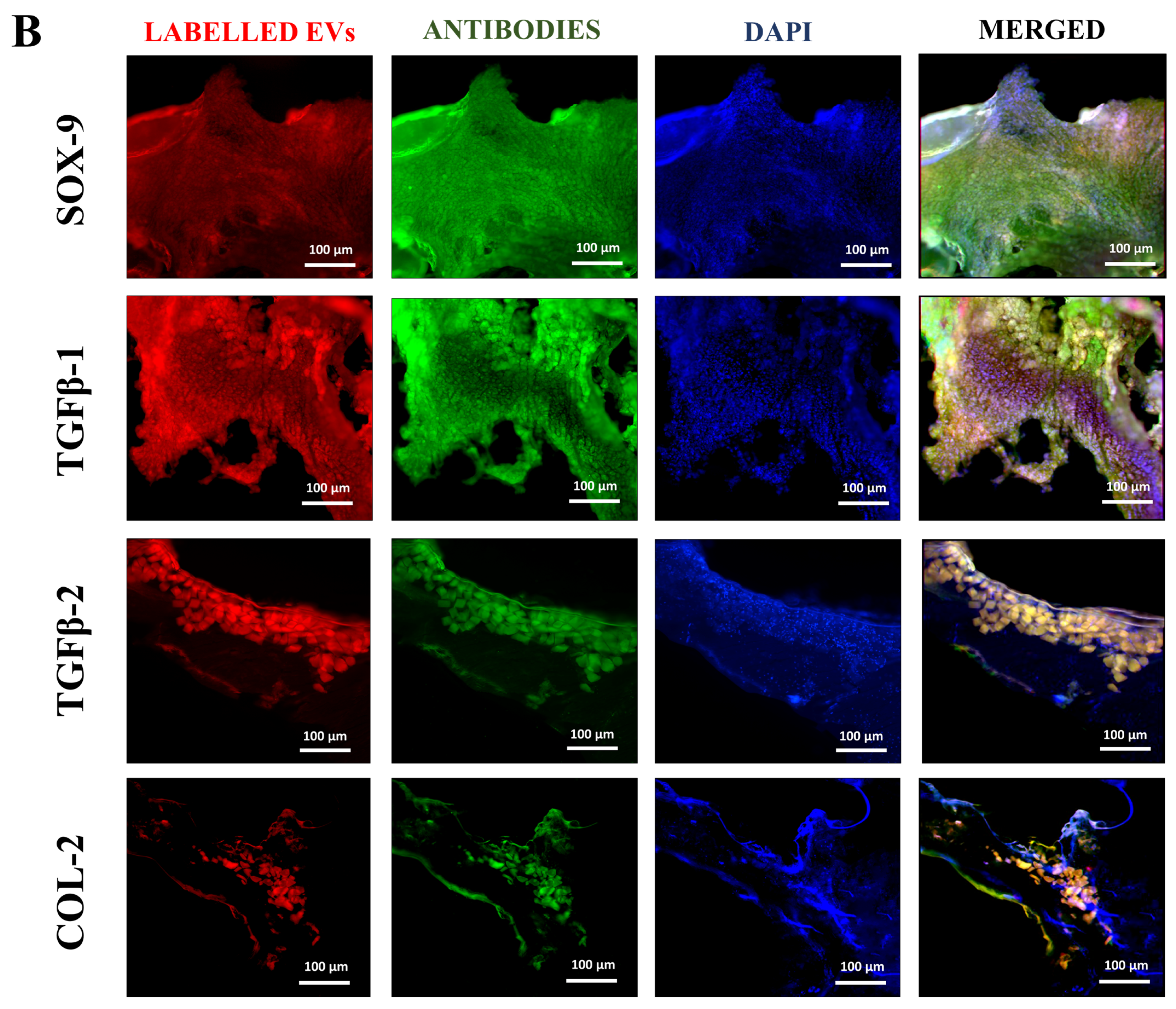 Biomedicines 13 02420 g005b Biomedicines 13 02420 g005b