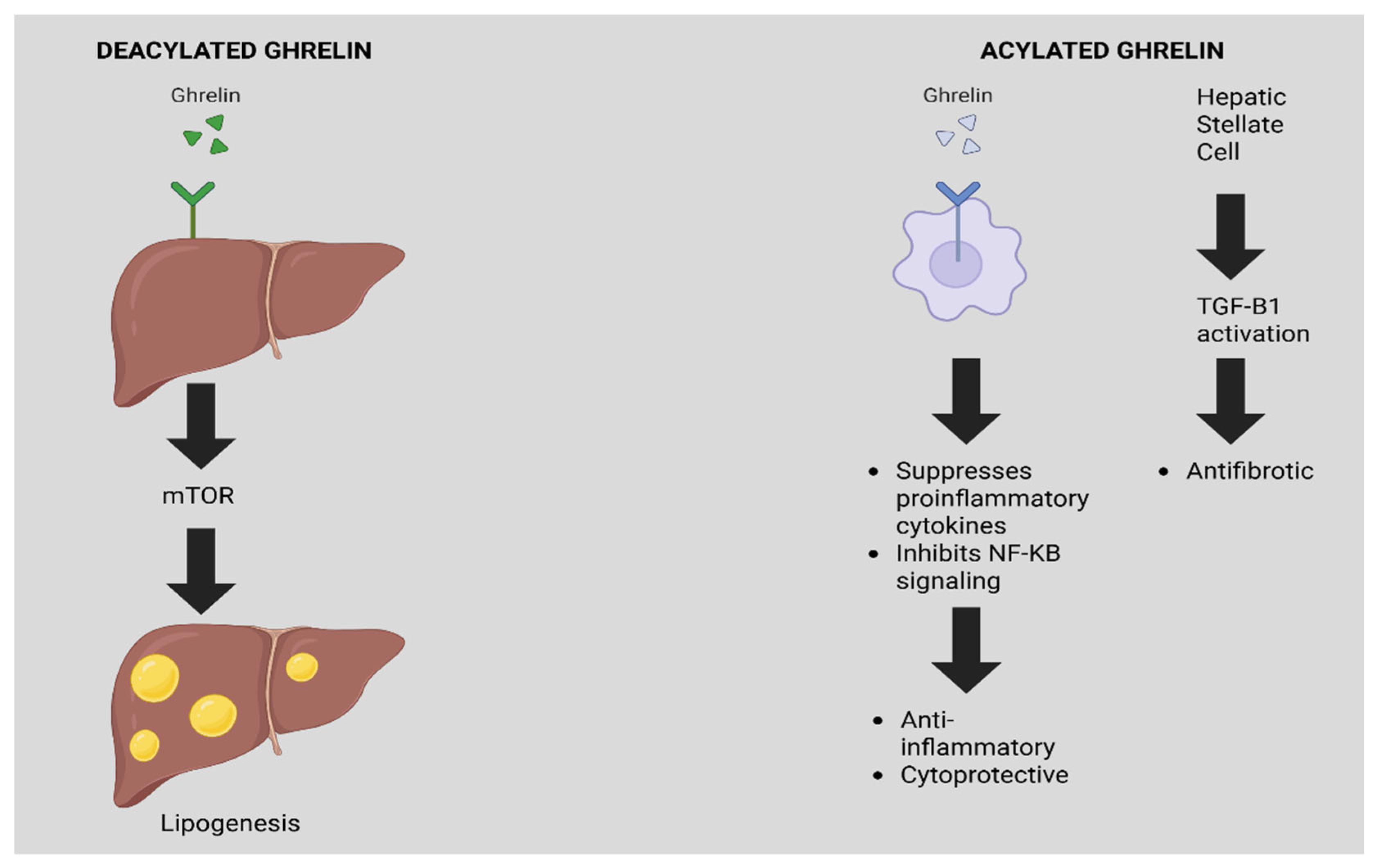 Biomedicines 13 02437 g001