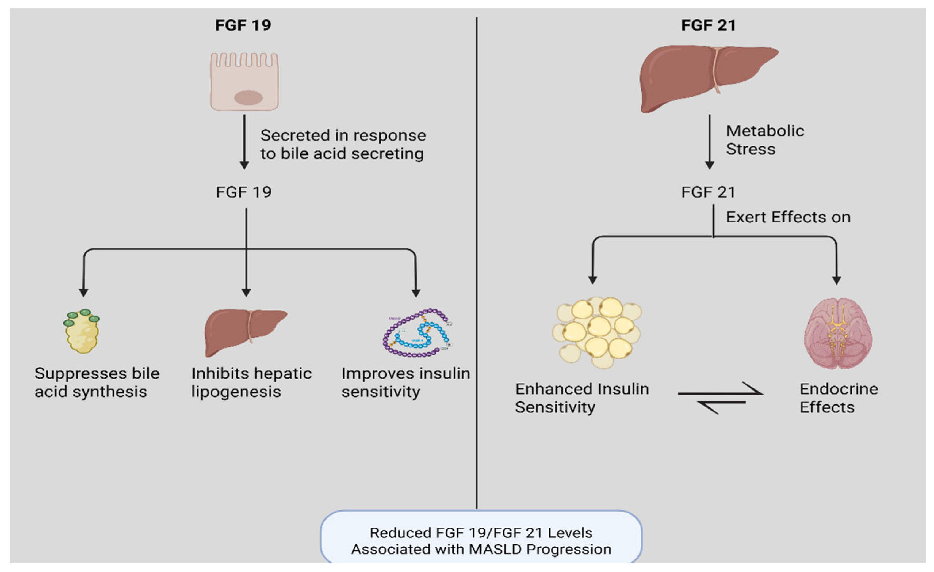 Biomedicines 13 02437 g002