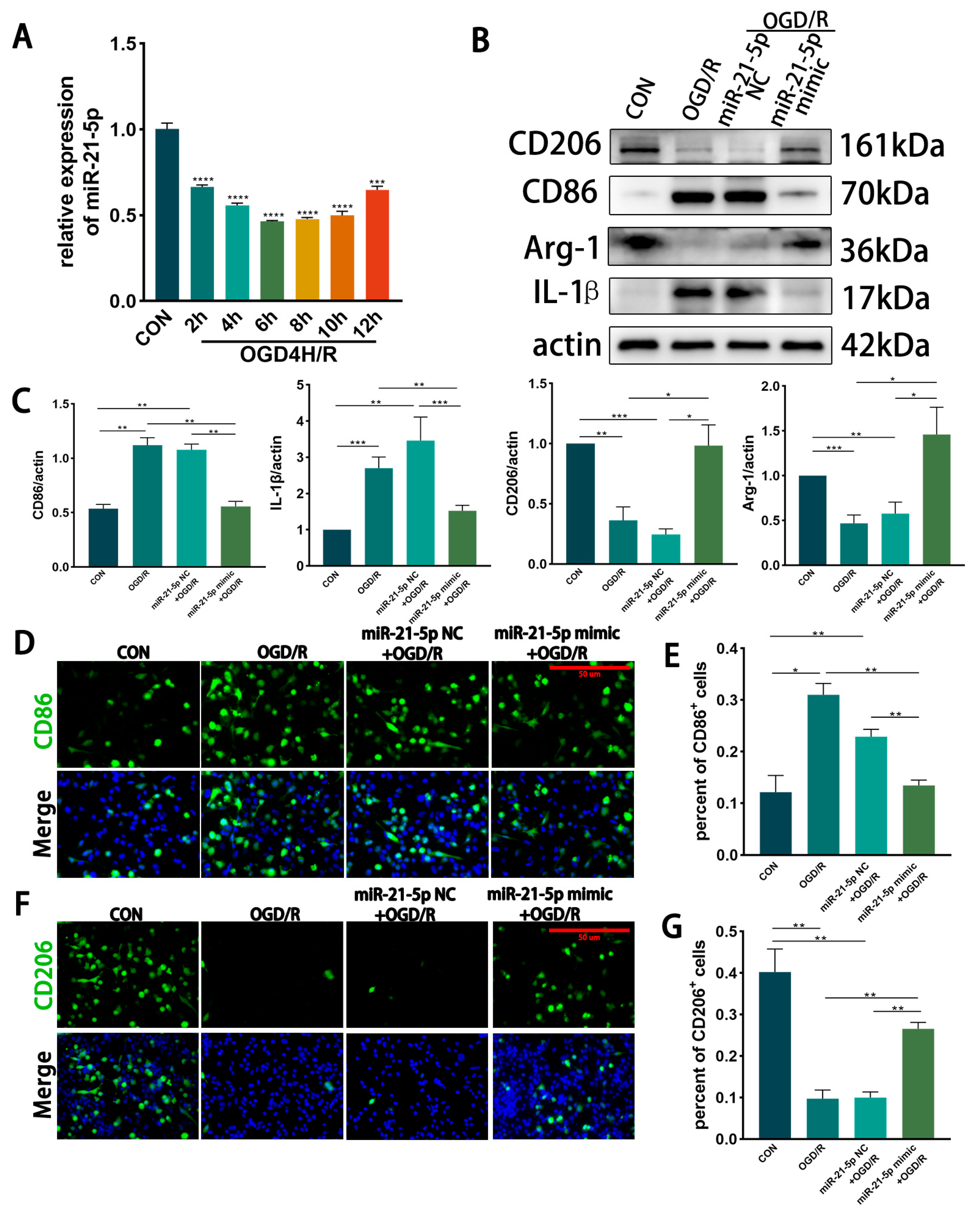 Biomedicines 13 02456 g002