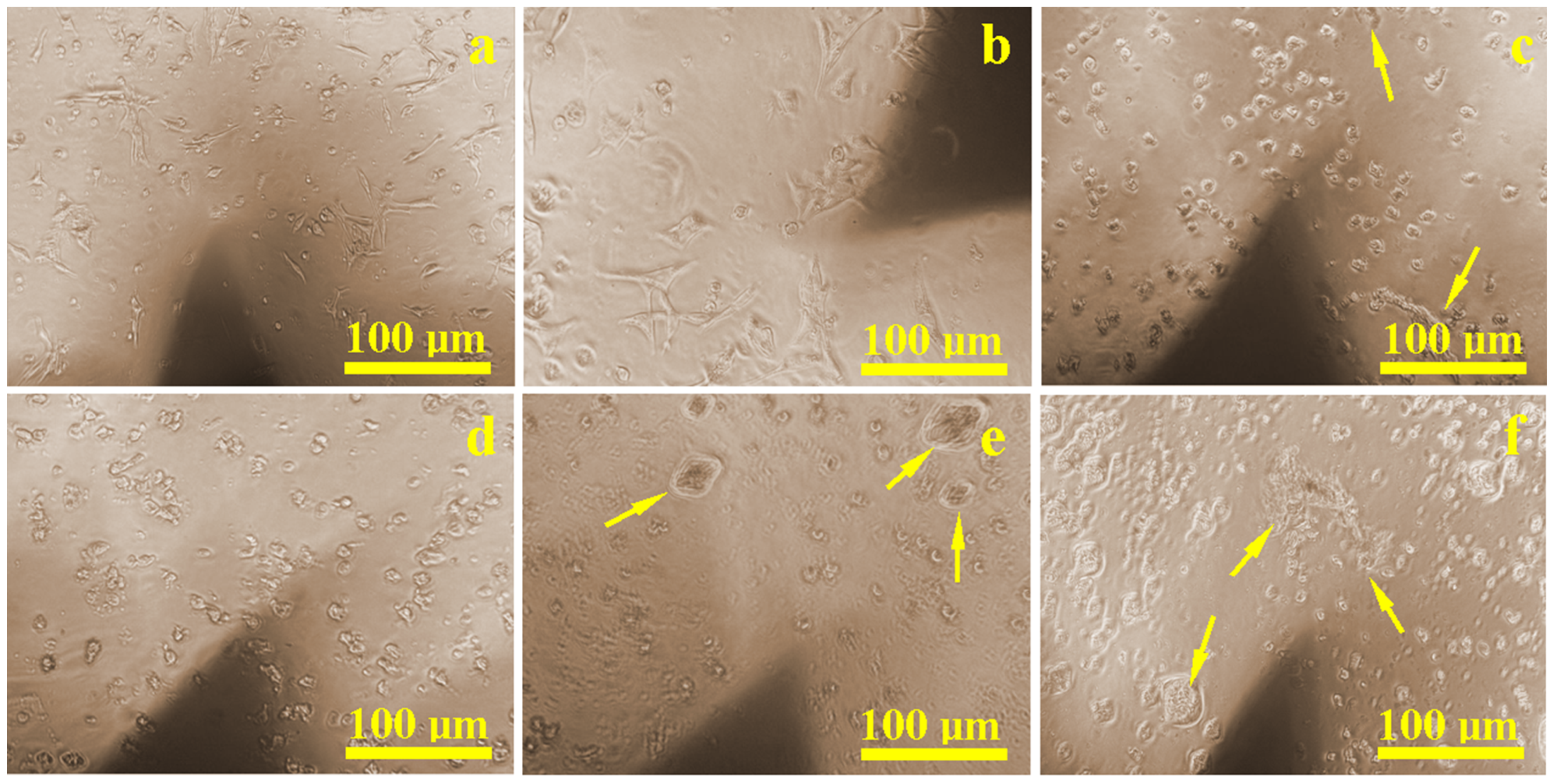 Biomedicines 13 02457 g002