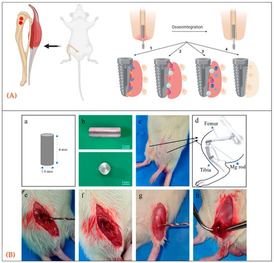 Biomedicines 13 02468 g001
