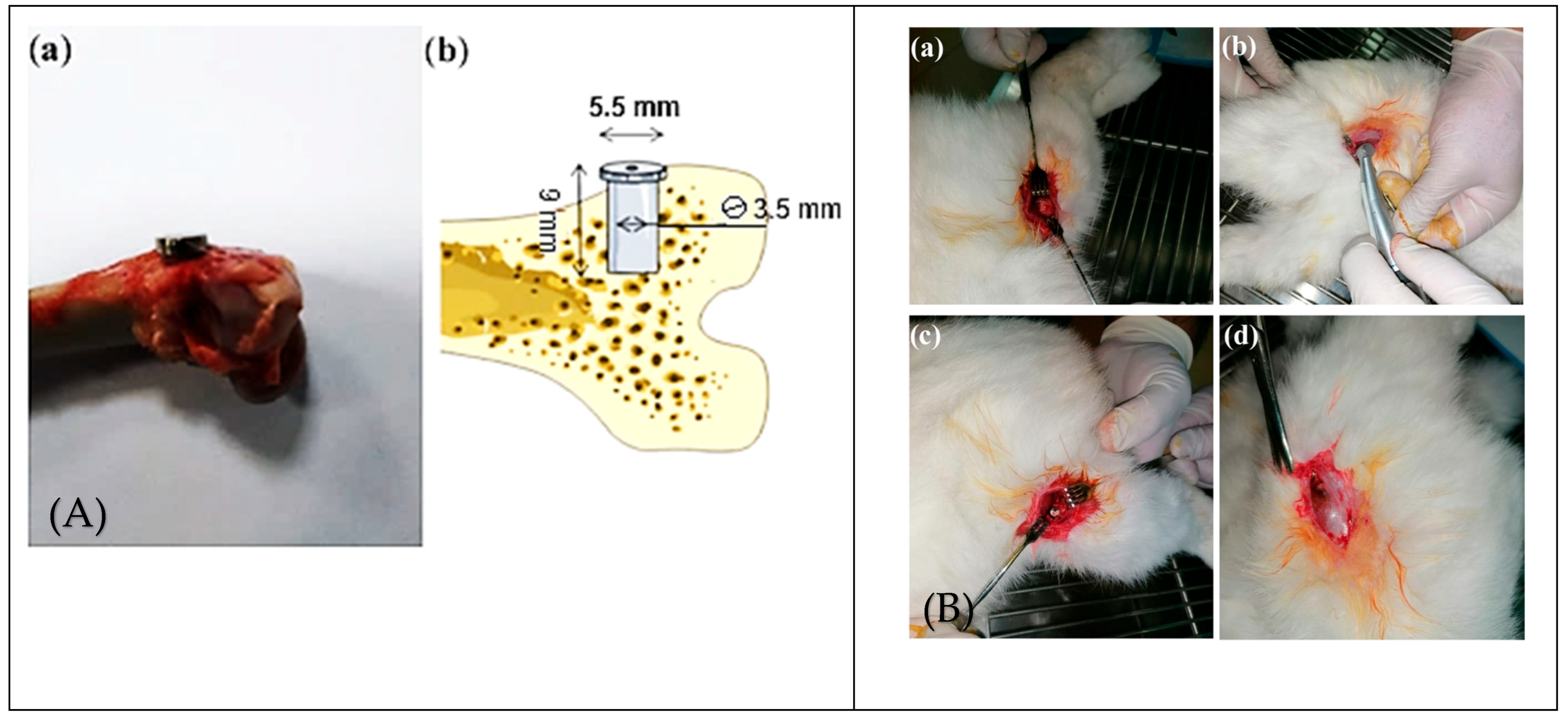 Biomedicines 13 02468 g002 Biomedicines 13 02468 g002