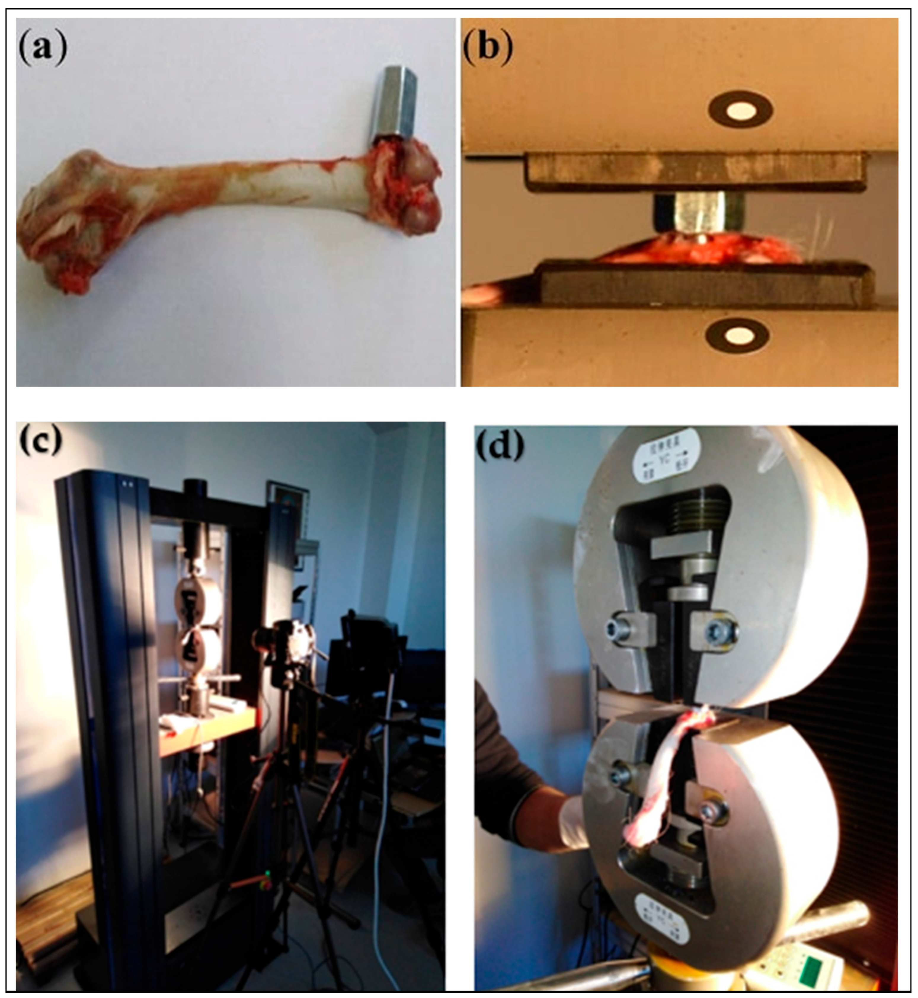 Biomedicines 13 02468 g003 Biomedicines 13 02468 g003