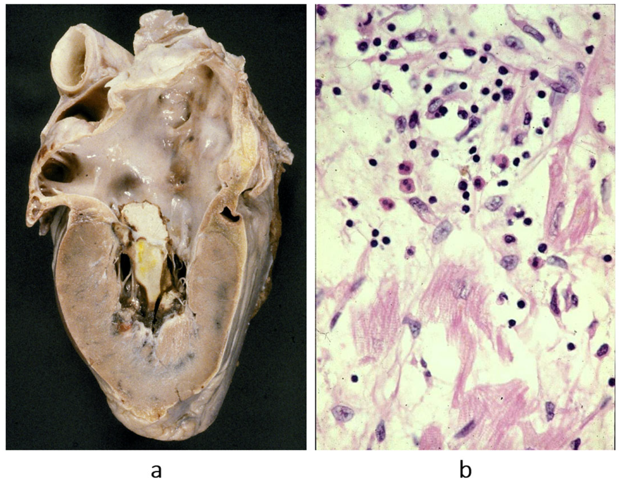Biomedicines 13 02470 g003