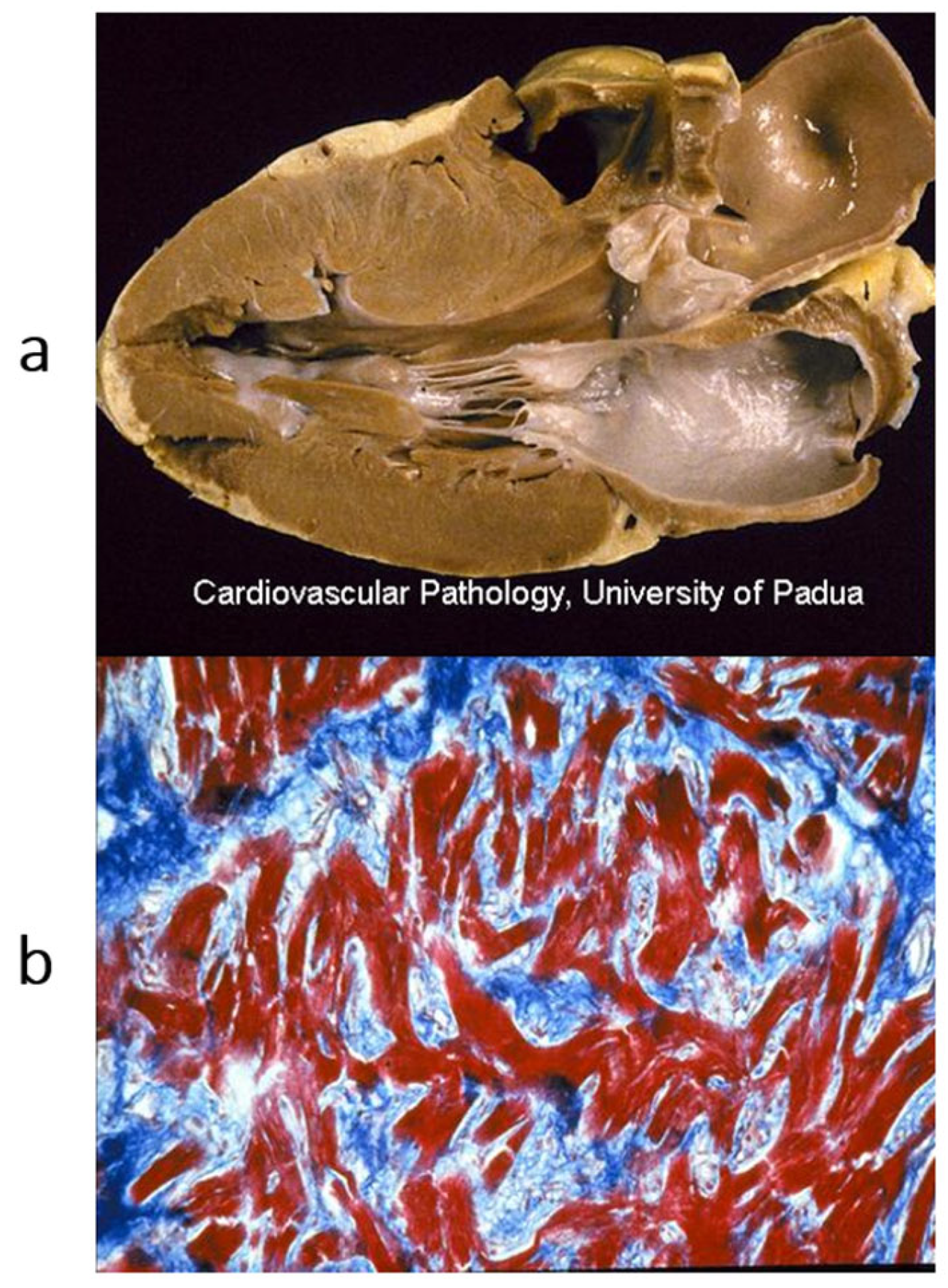 Biomedicines 13 02470 g006