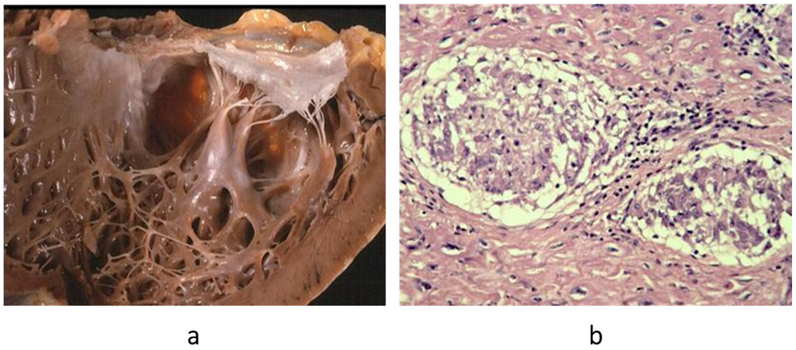 Biomedicines 13 02470 g008