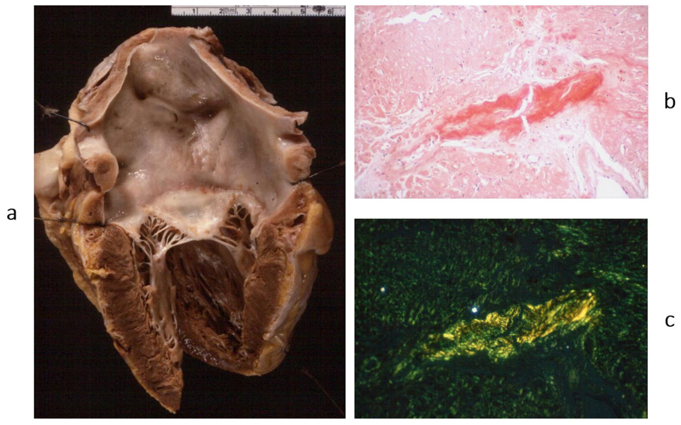 Biomedicines 13 02470 g011