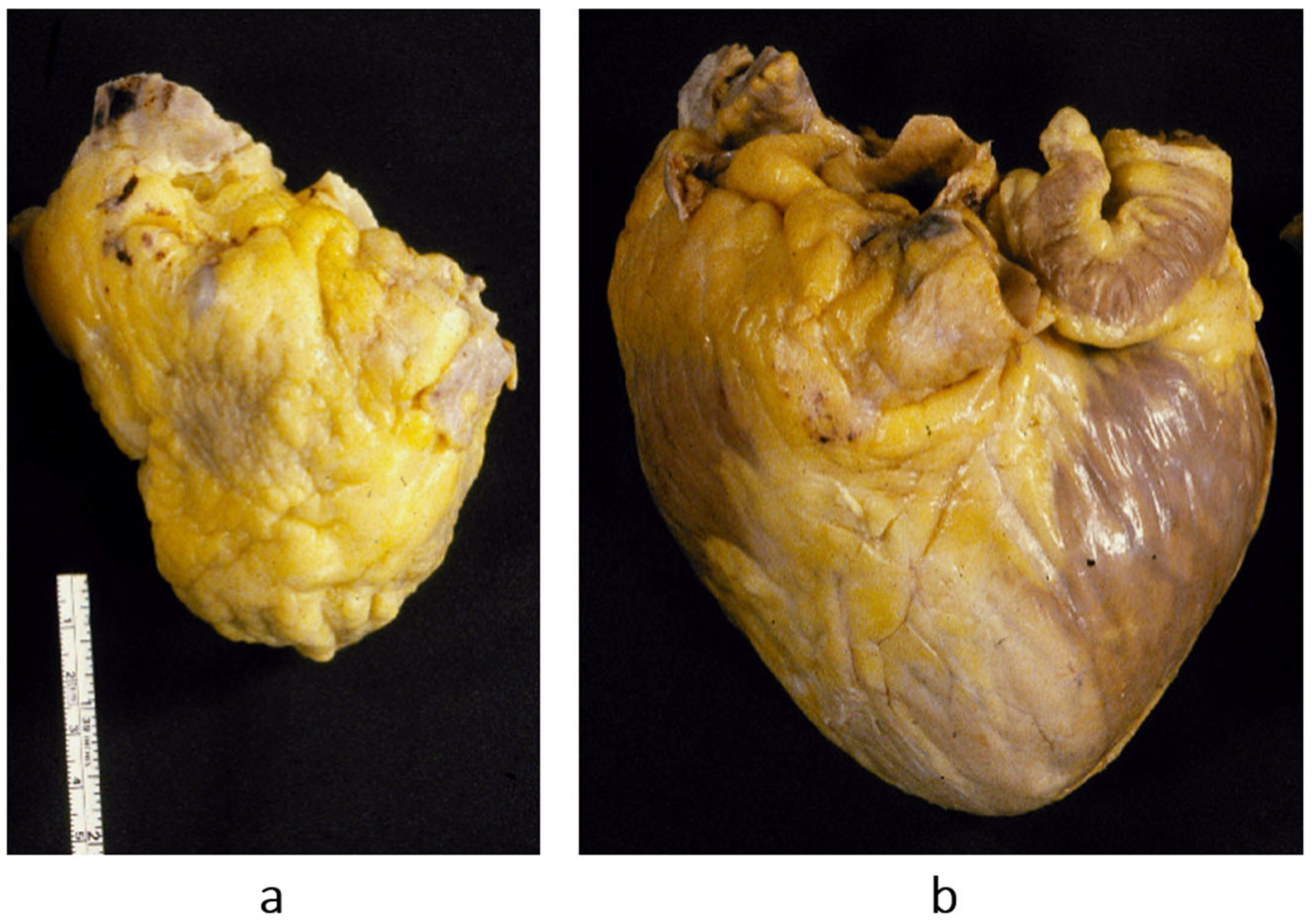 Biomedicines 13 02470 g014