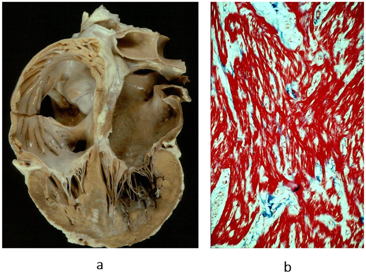 Biomedicines 13 02470 g015