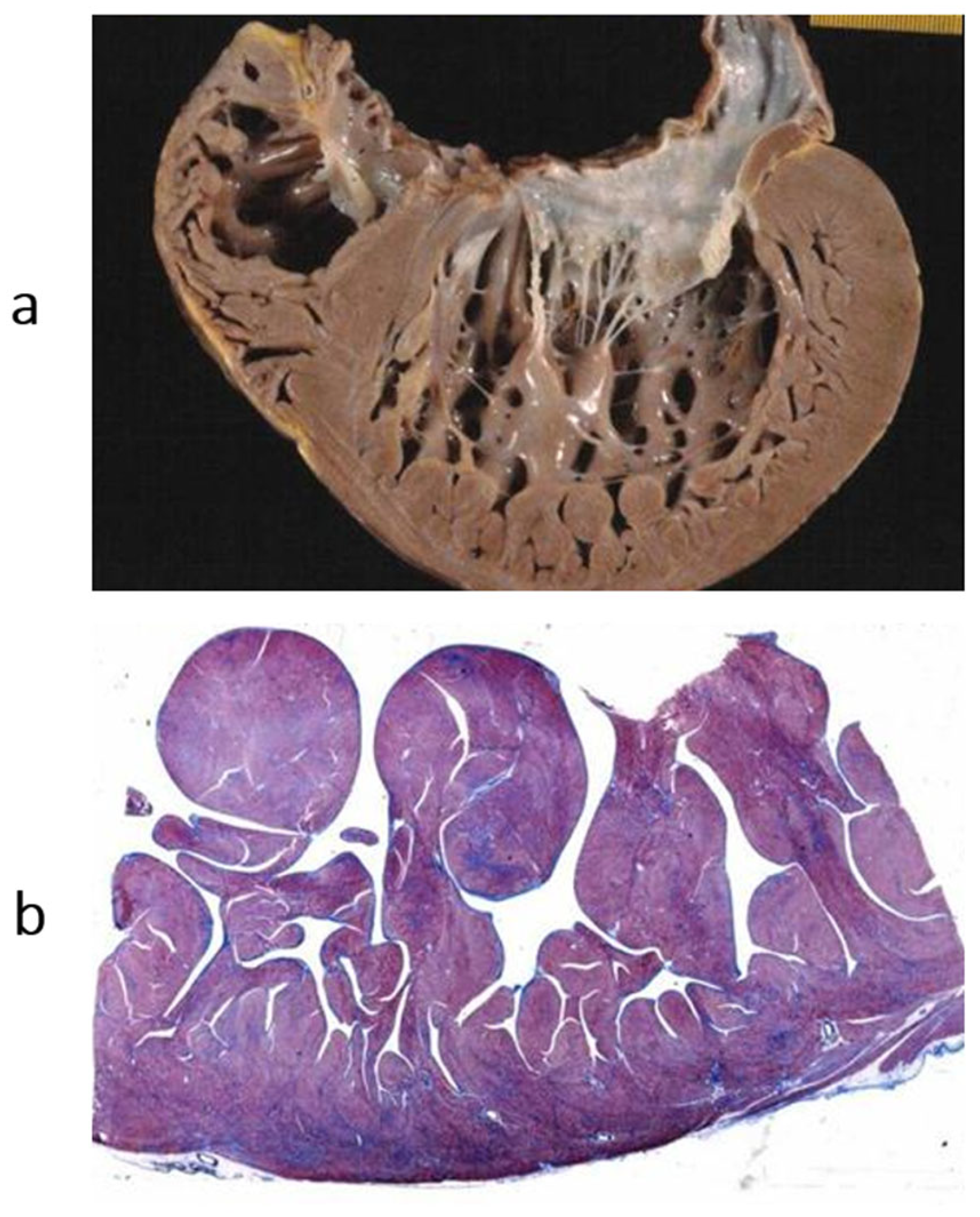 Biomedicines 13 02470 g018