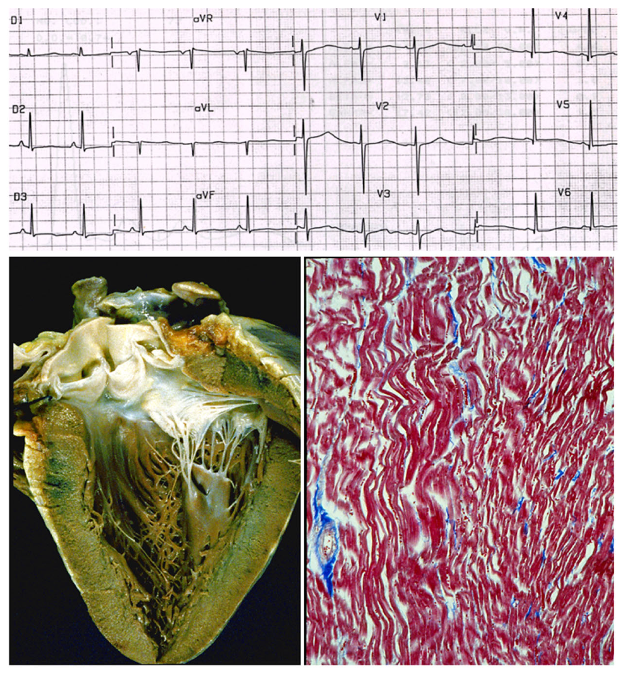 Biomedicines 13 02470 g026