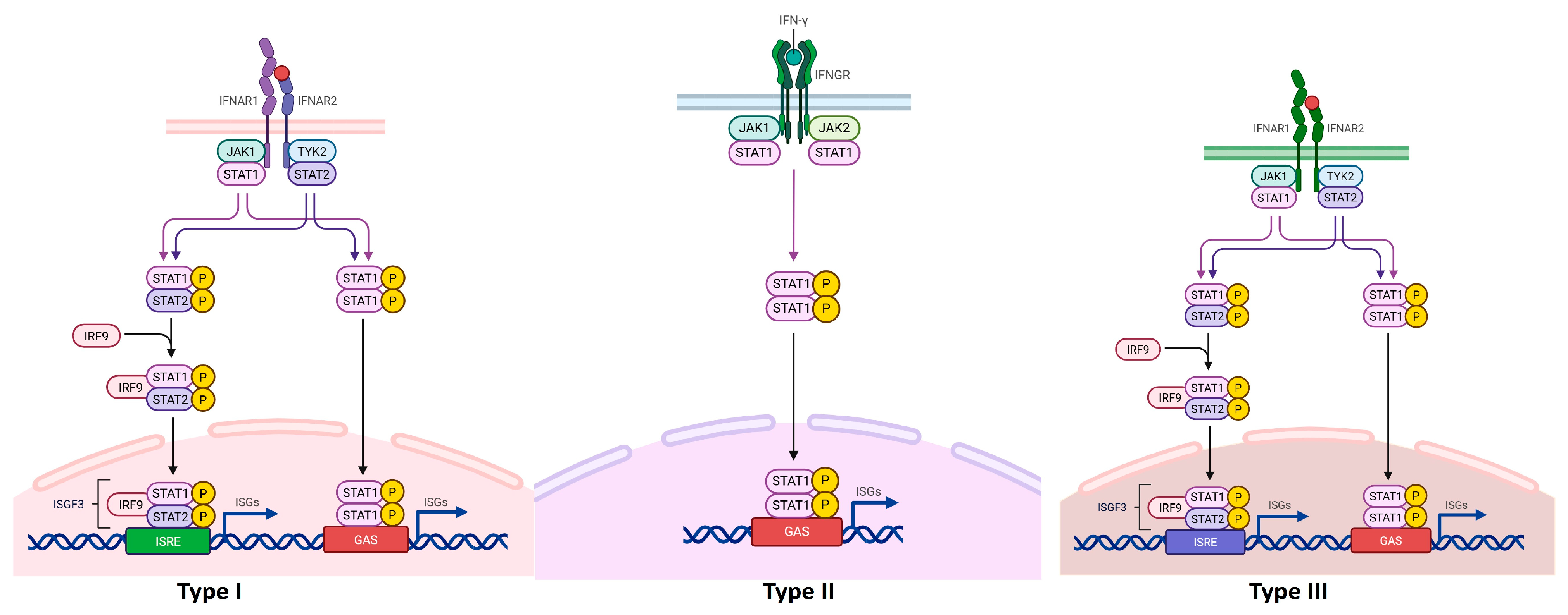 Biomedicines 13 02472 g002 Biomedicines 13 02472 g002