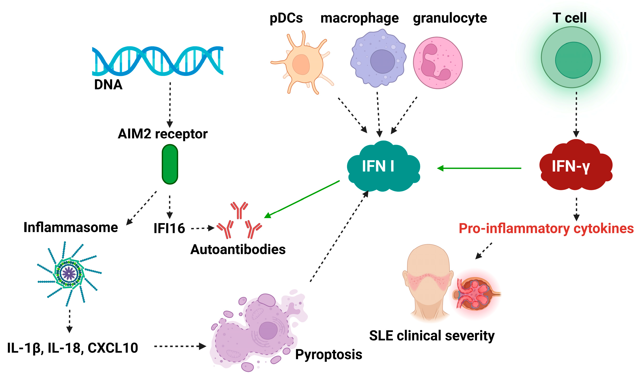 Biomedicines 13 02472 g003 Biomedicines 13 02472 g003
