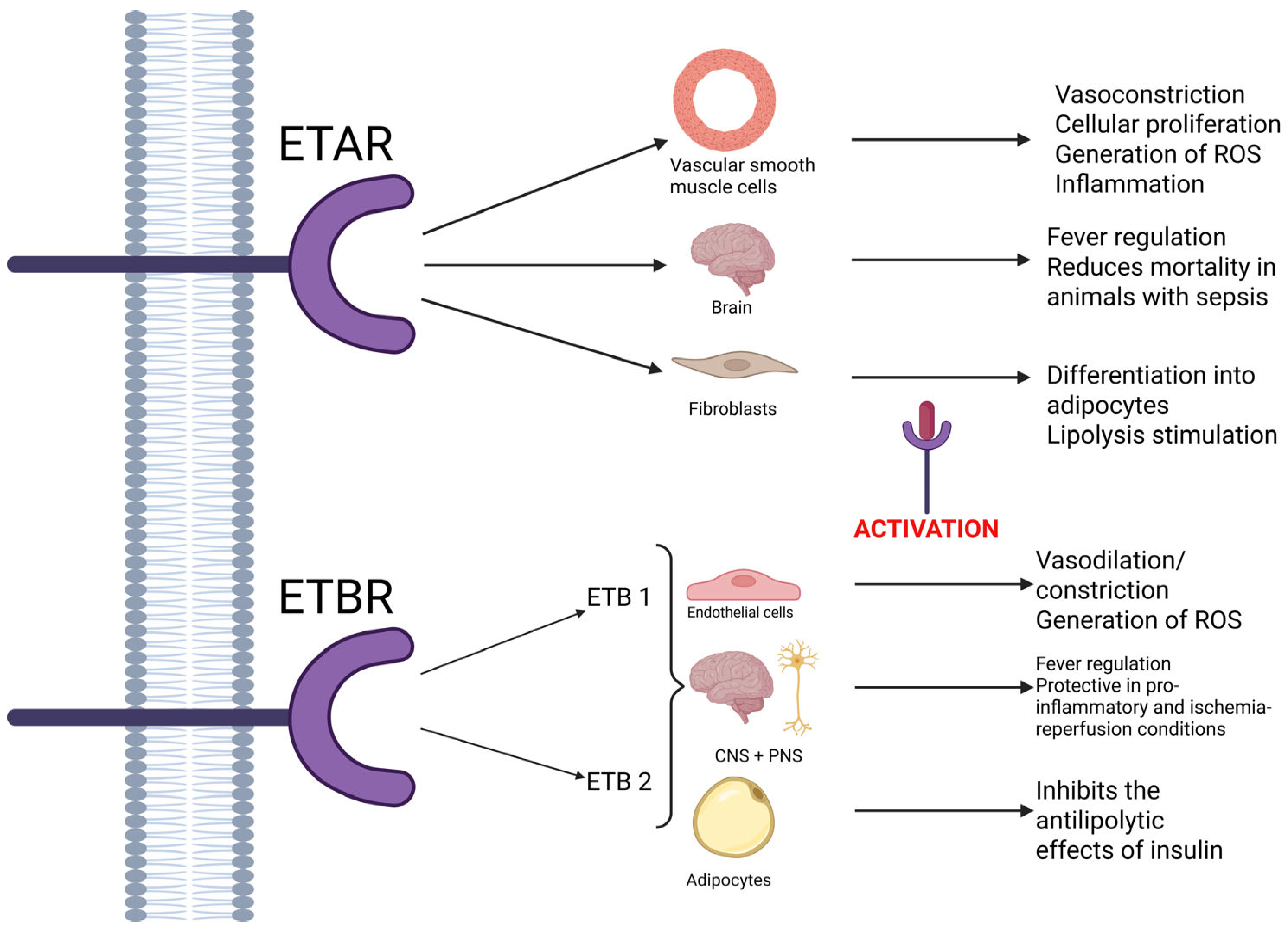 Biomedicines 13 02480 g002