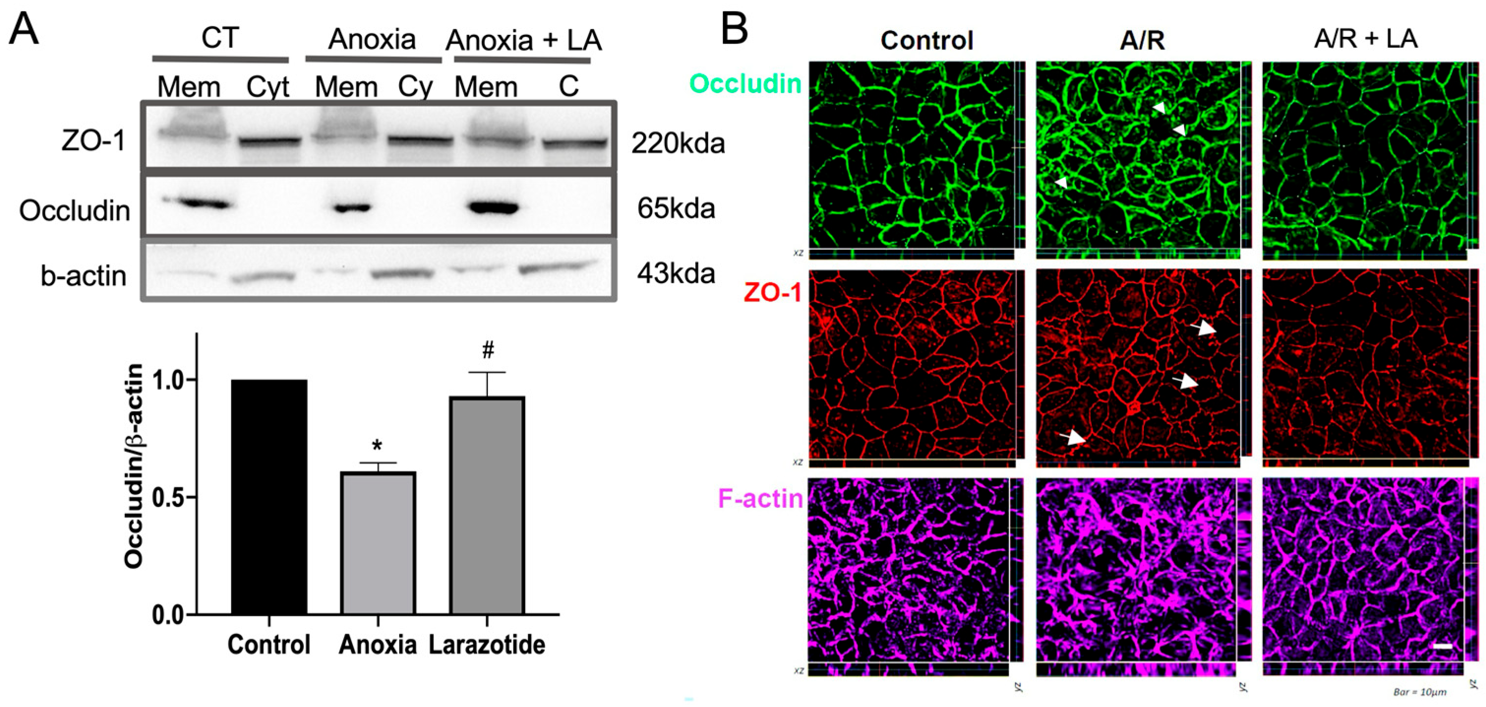 Biomedicines 13 02483 g002