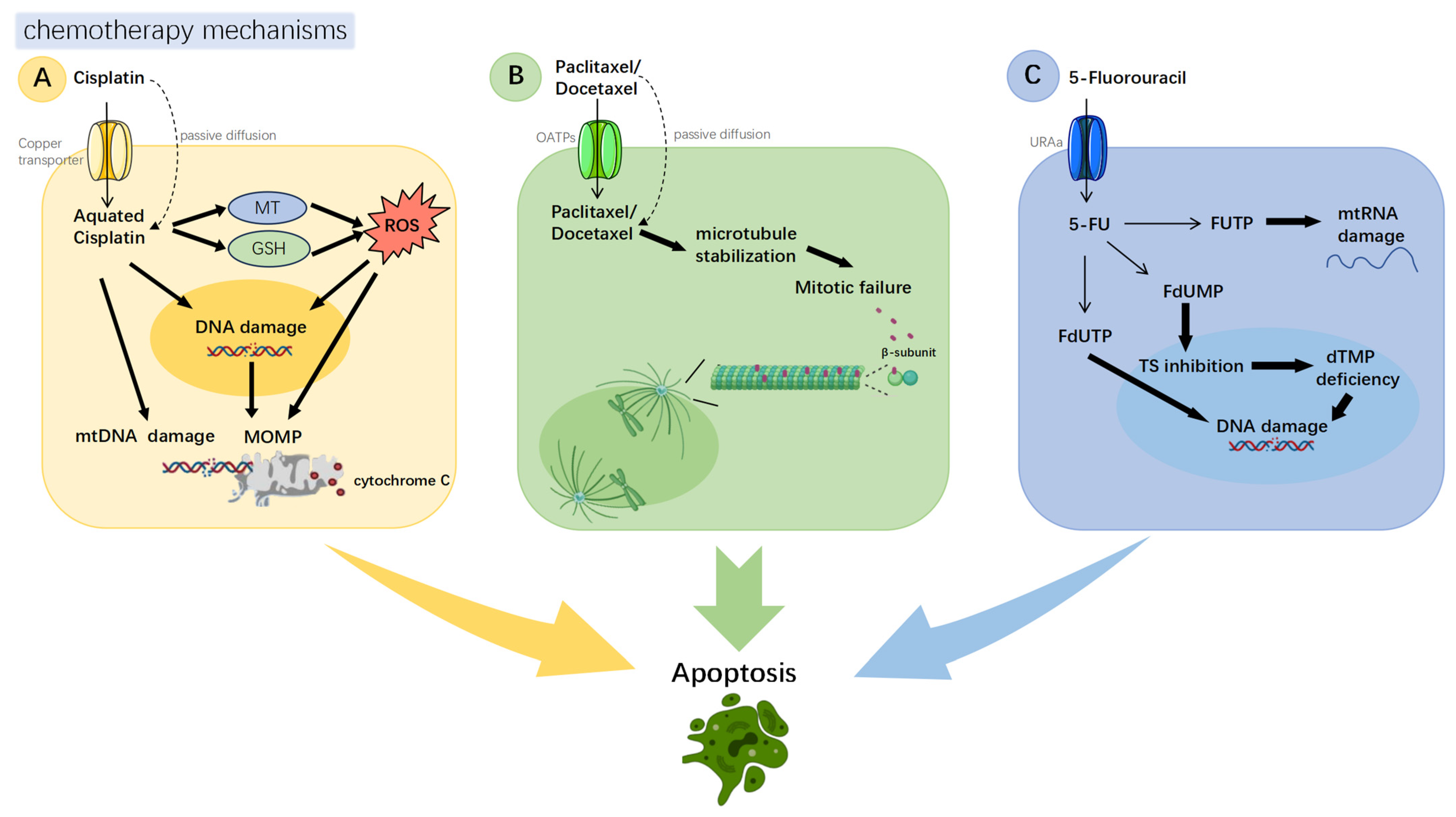 Biomedicines 13 02485 g001