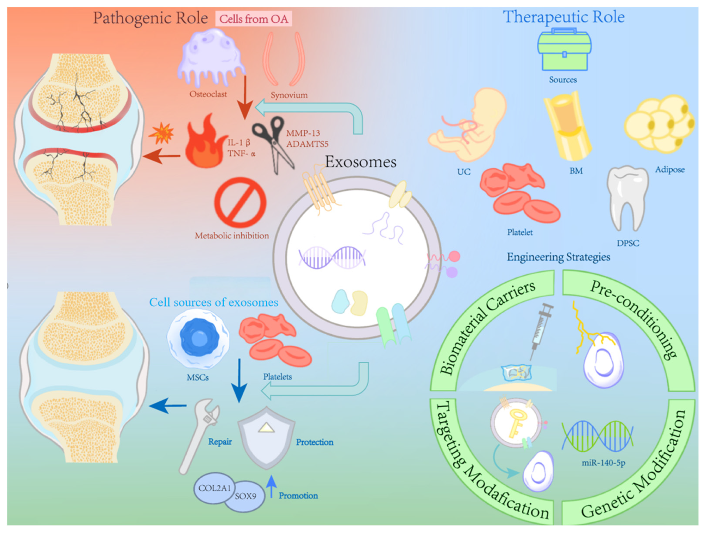 Biomedicines 13 02486 g005
