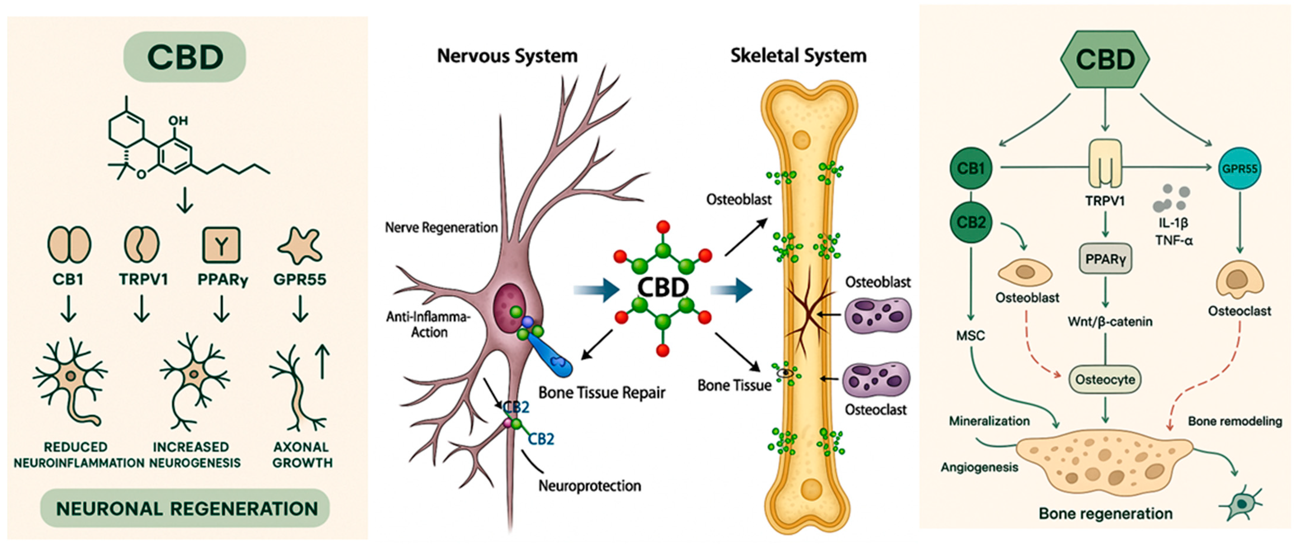 Biomedicines 13 02490 g001