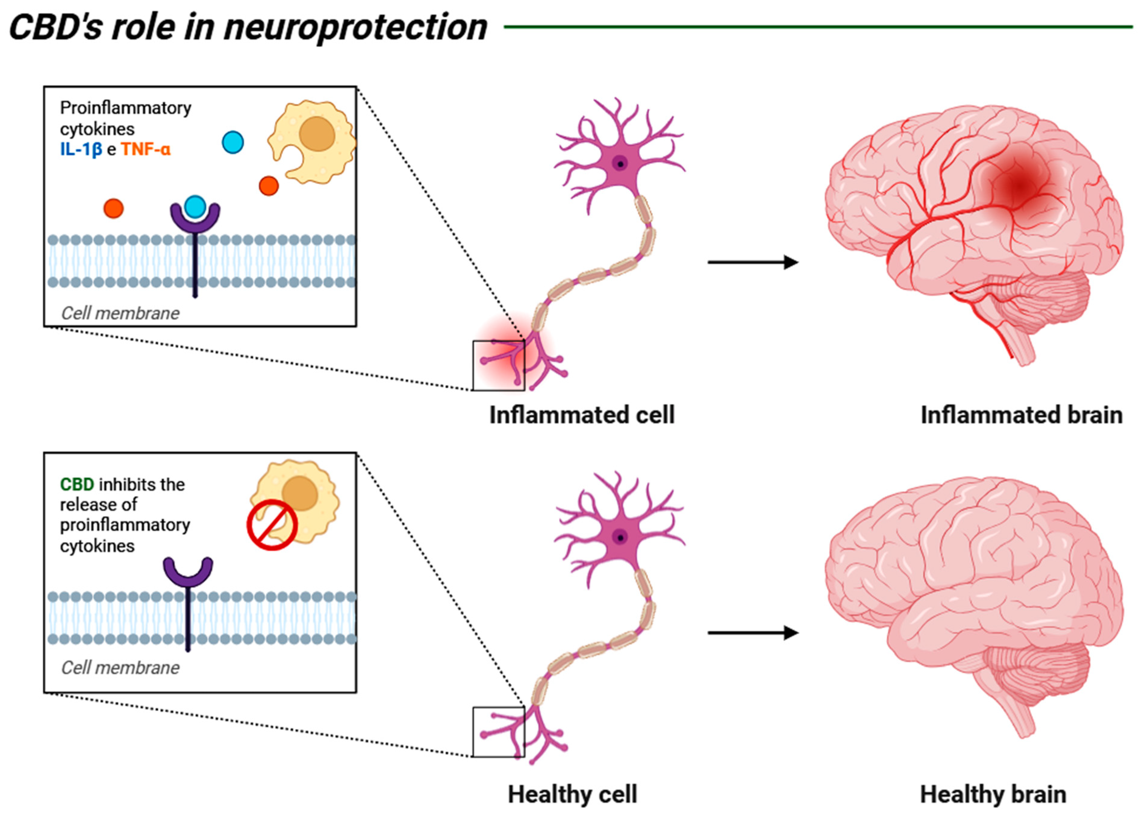 Biomedicines 13 02490 g003