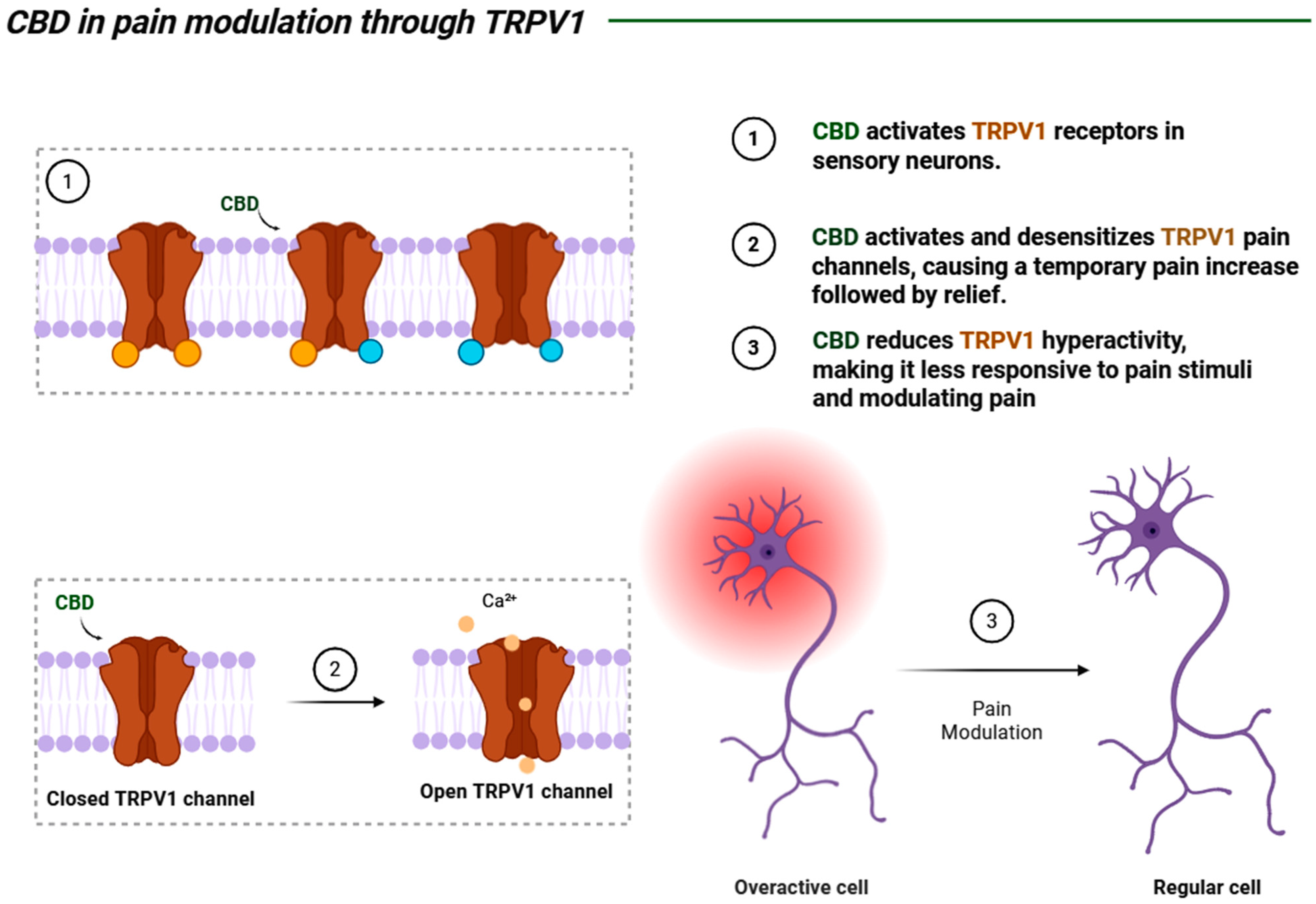 Biomedicines 13 02490 g004