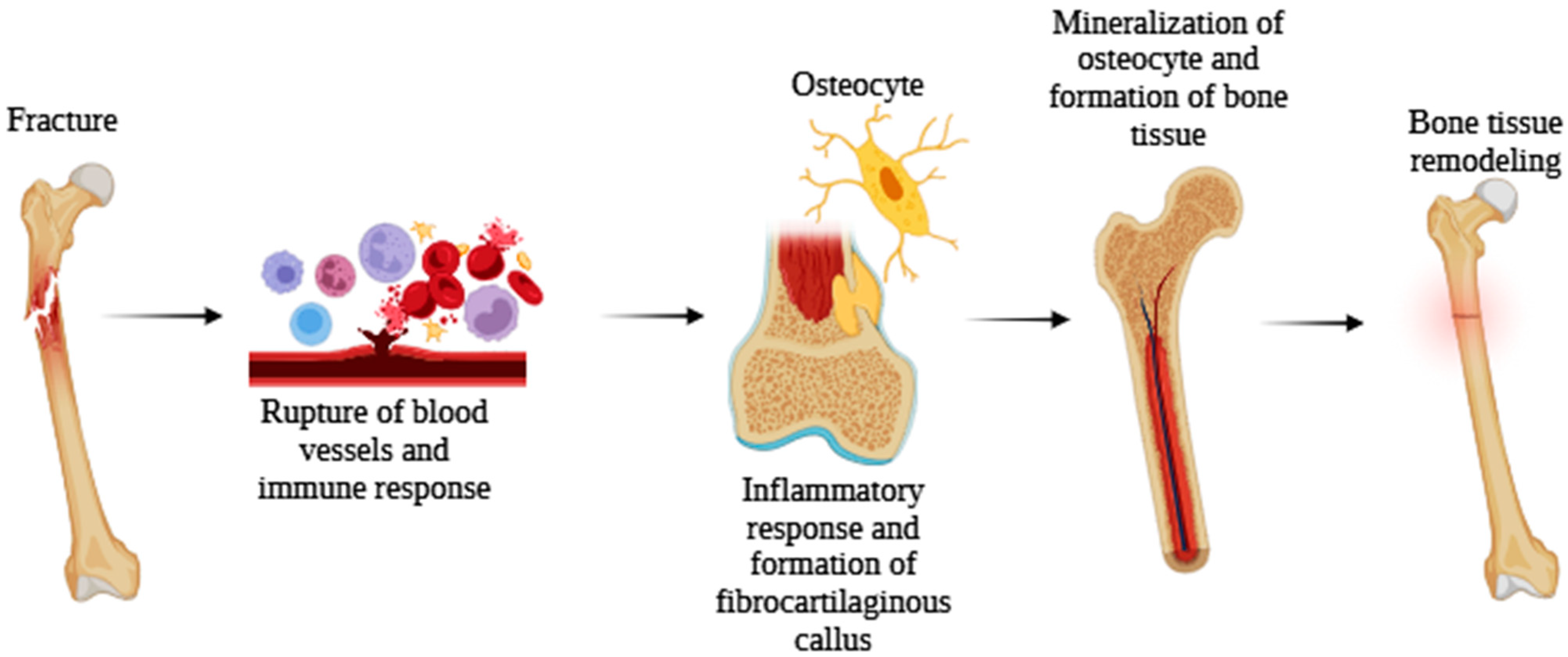 Biomedicines 13 02490 g005