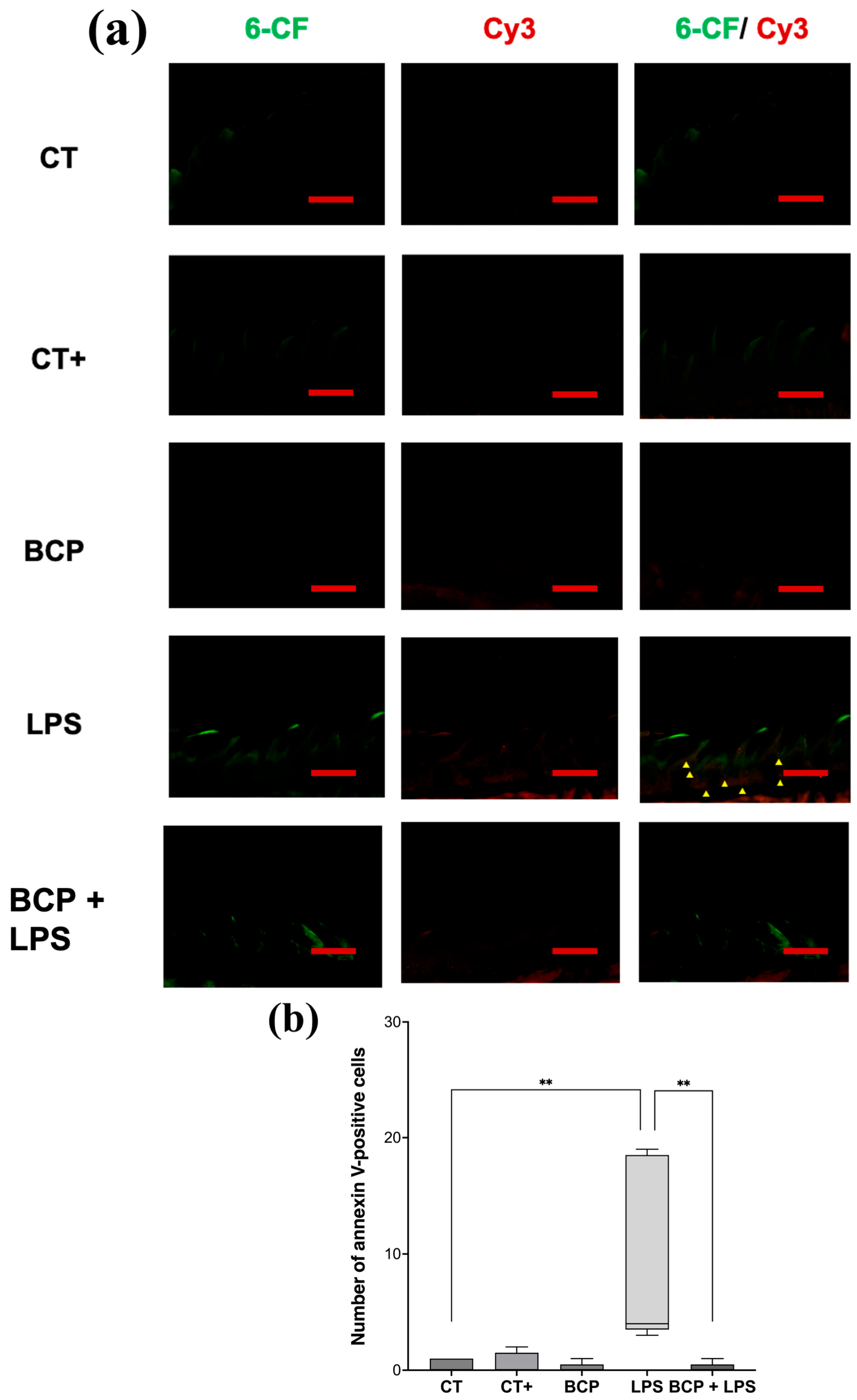 Biomedicines 13 02514 g008