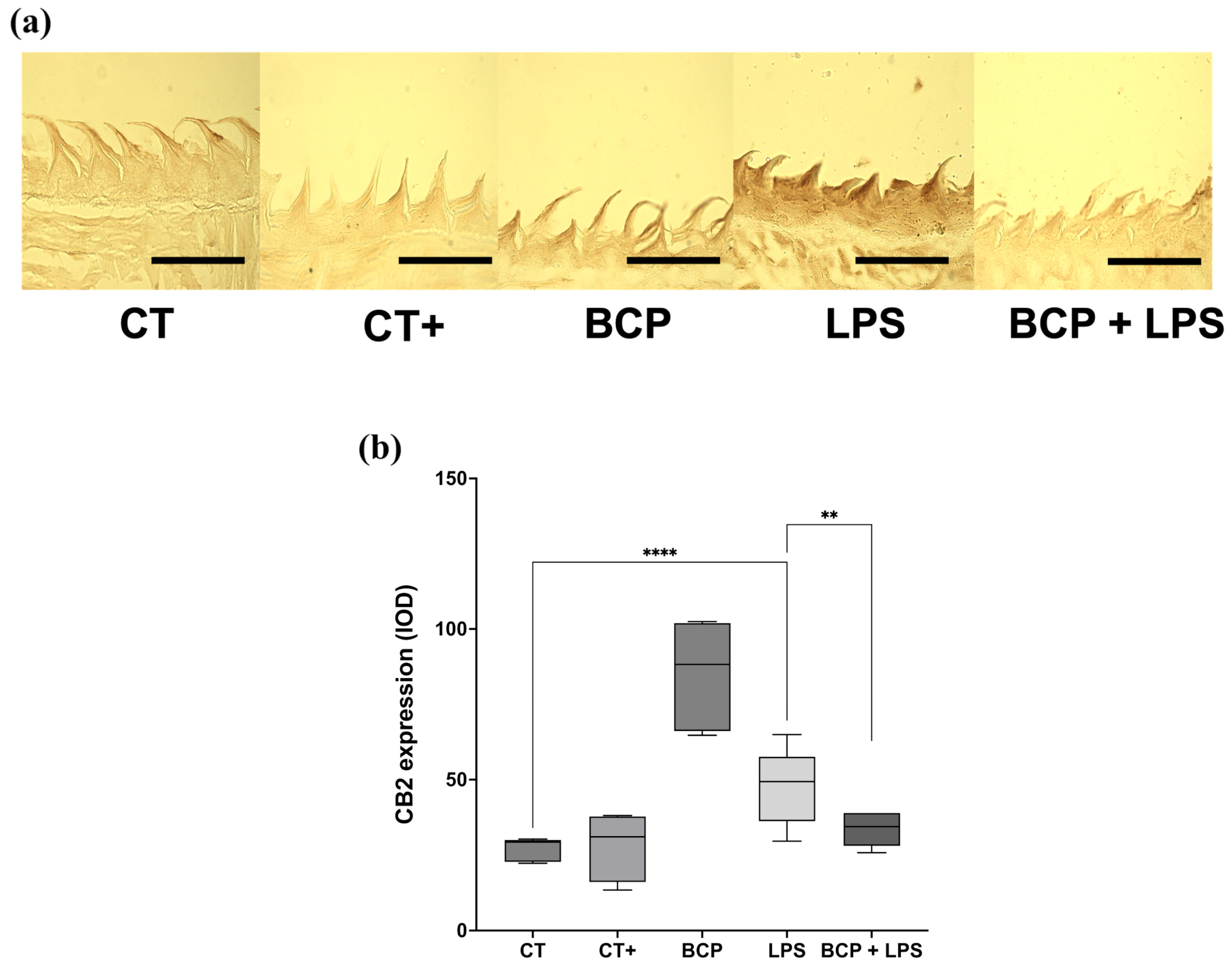 Biomedicines 13 02514 g009