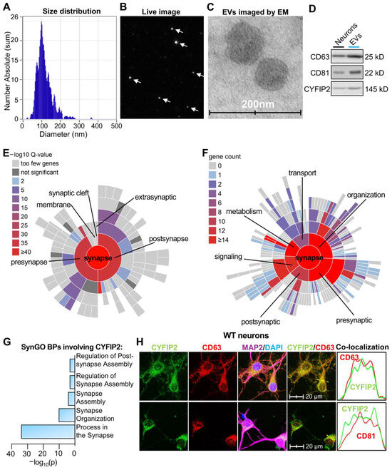 Biomedicines 13 02518 g001