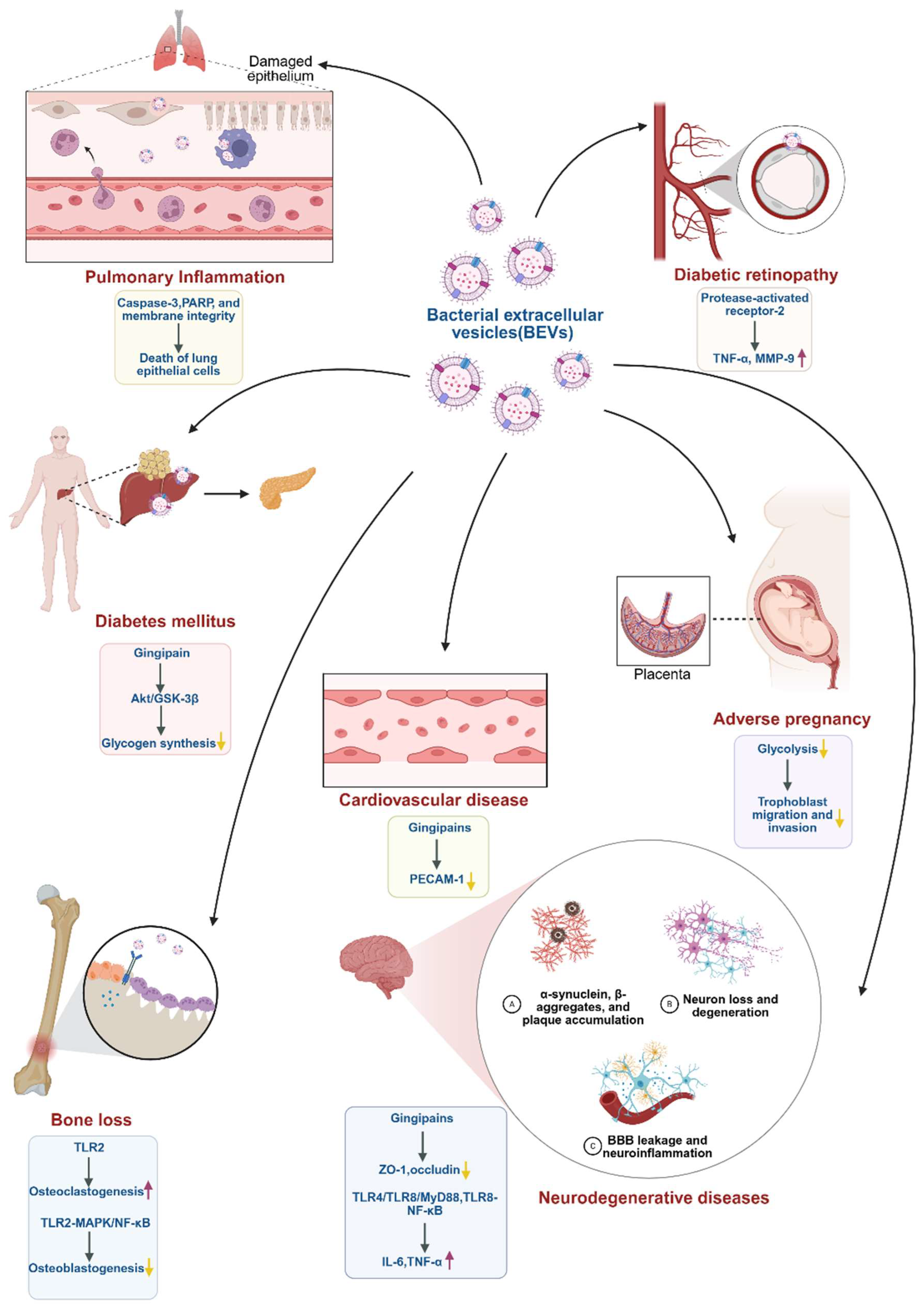 Biomedicines 13 02521 g002 Biomedicines 13 02521 g002
