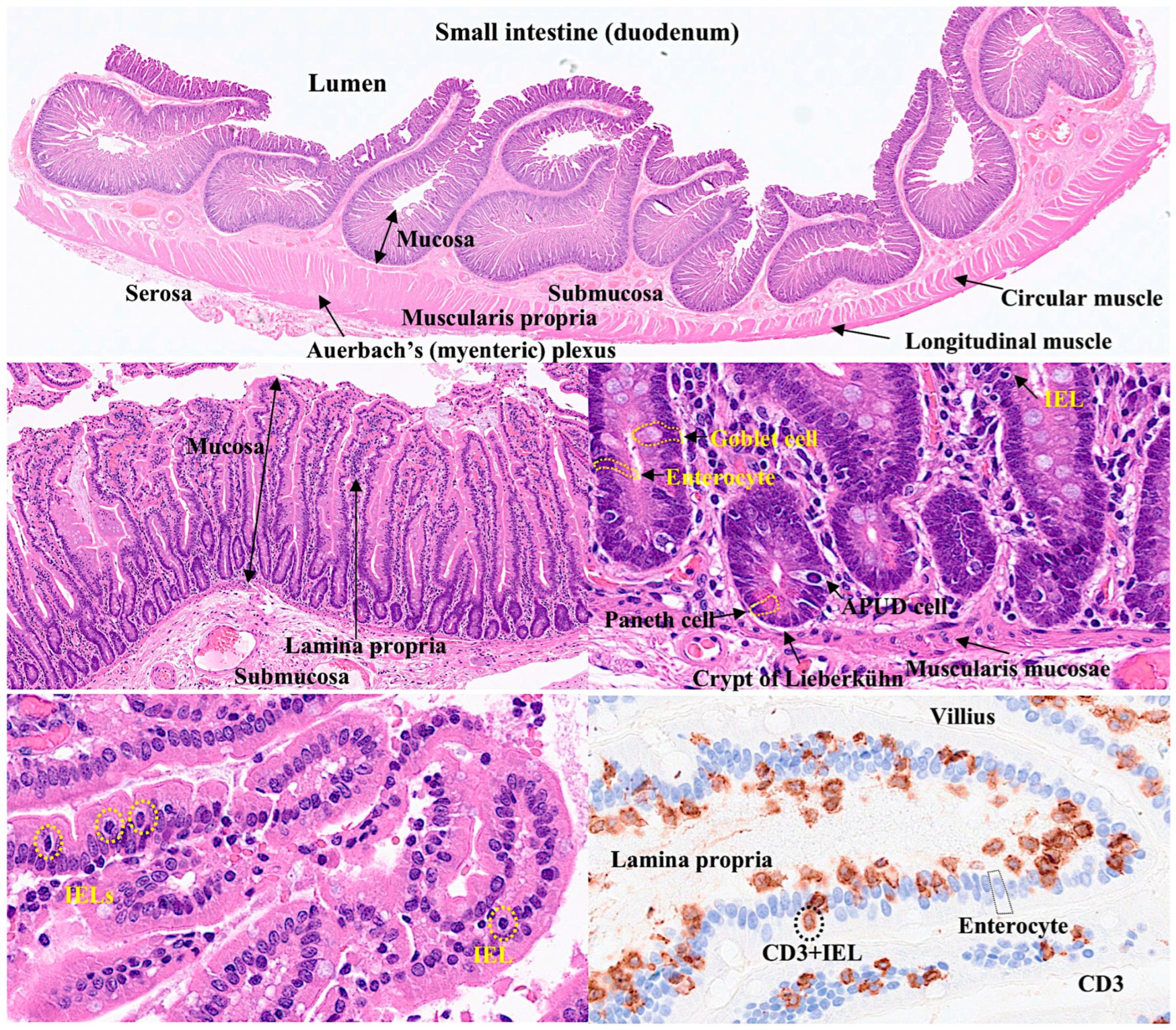 Biomedicines 13 02526 g001