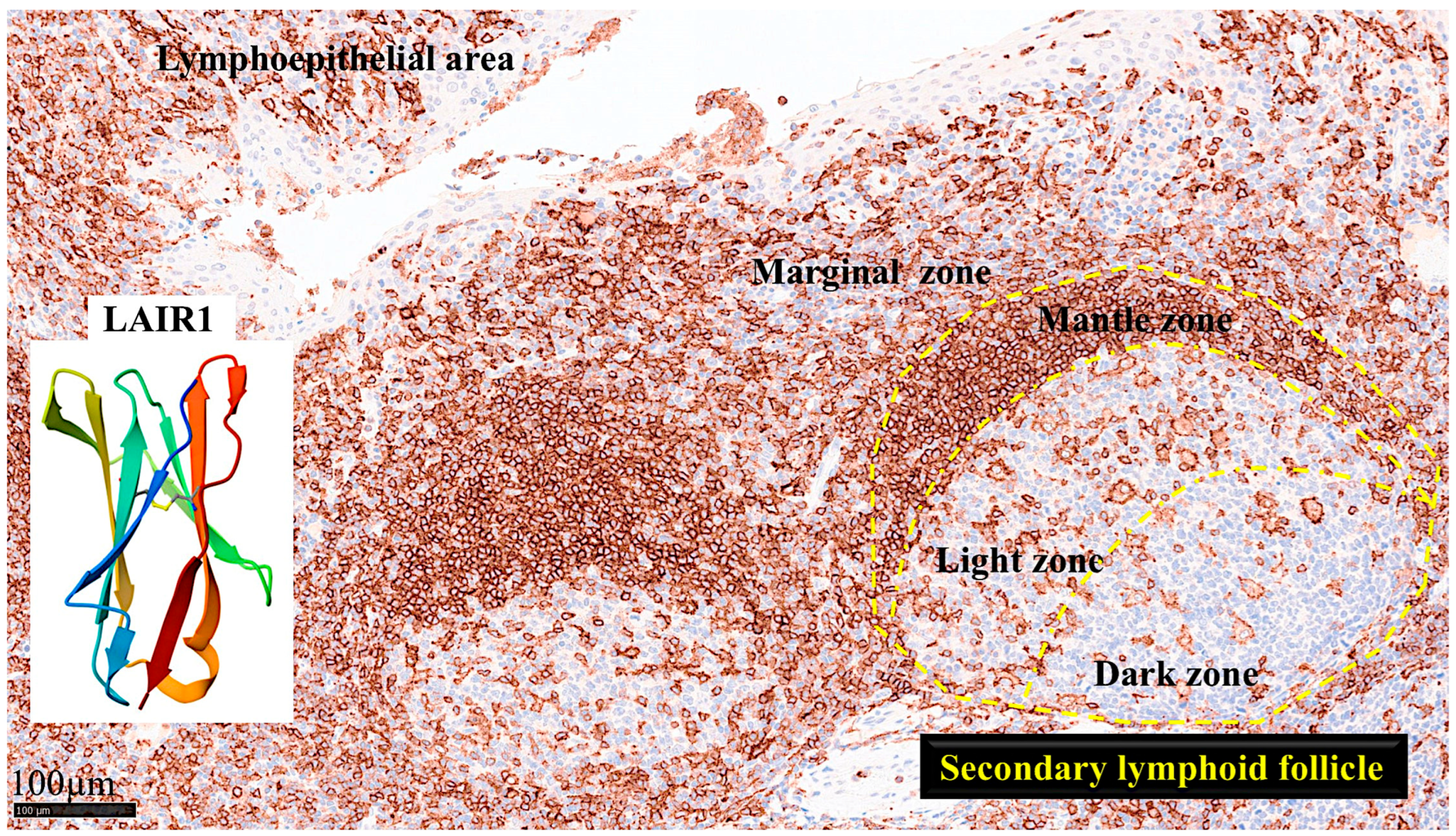 Biomedicines 13 02526 g004
