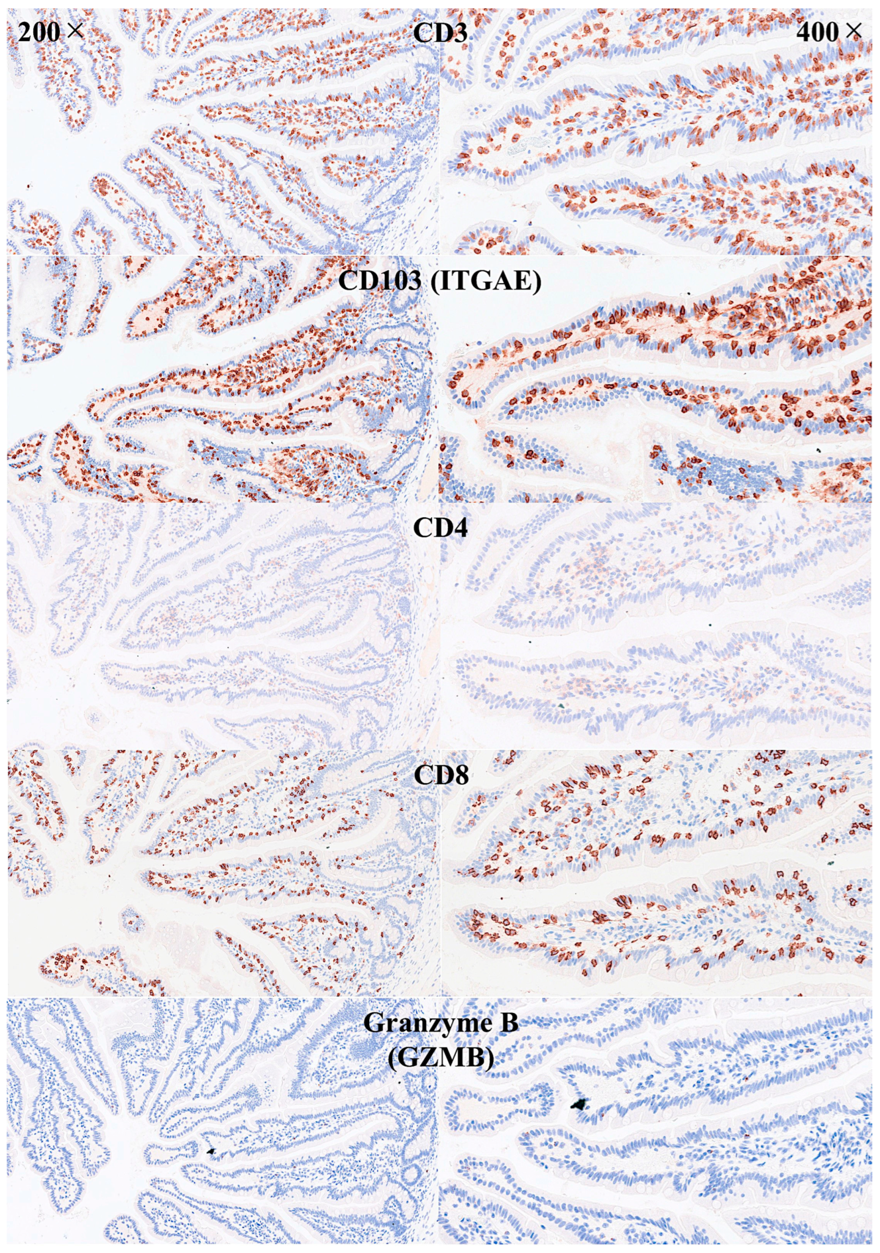 Biomedicines 13 02526 g005