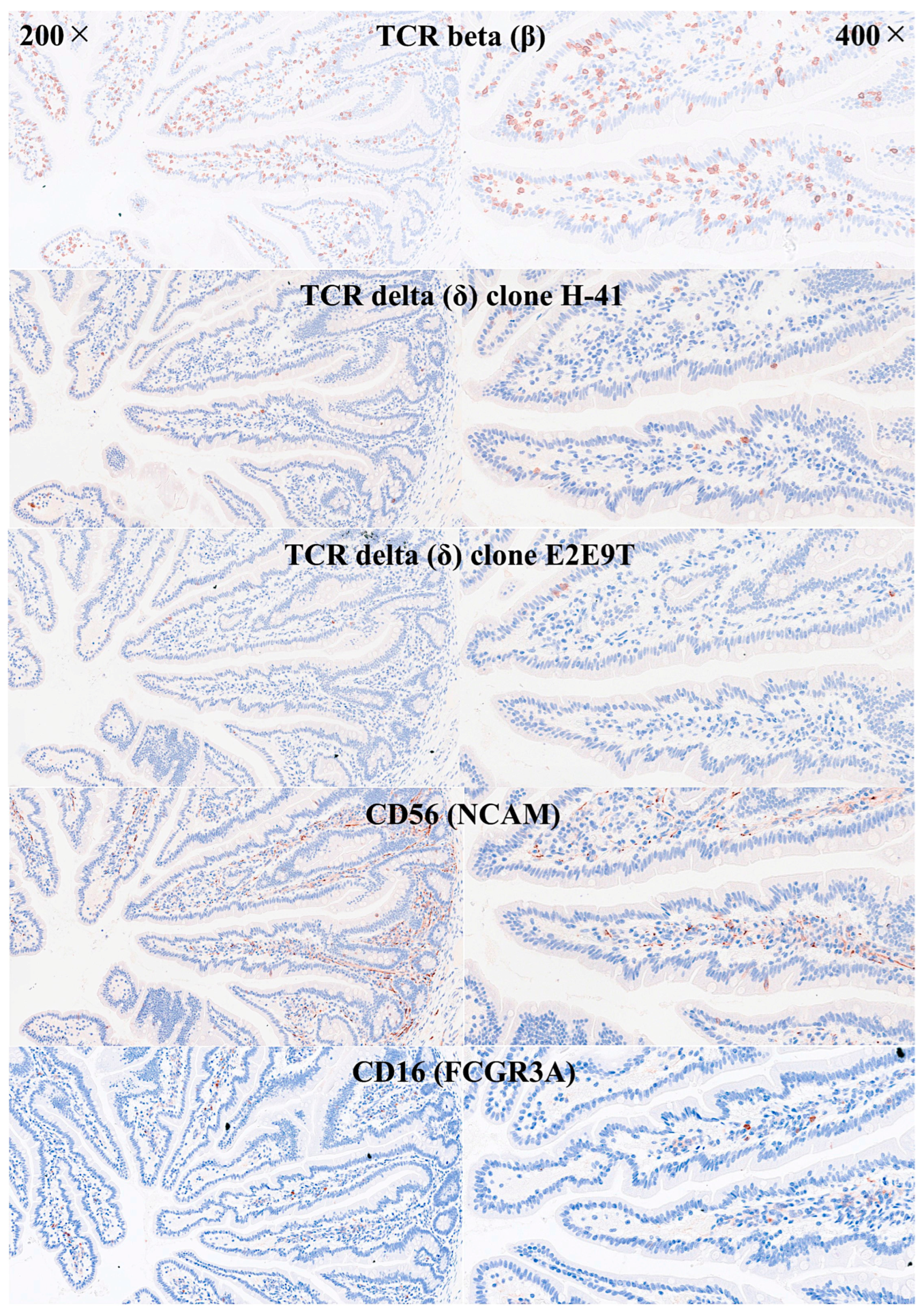 Biomedicines 13 02526 g006