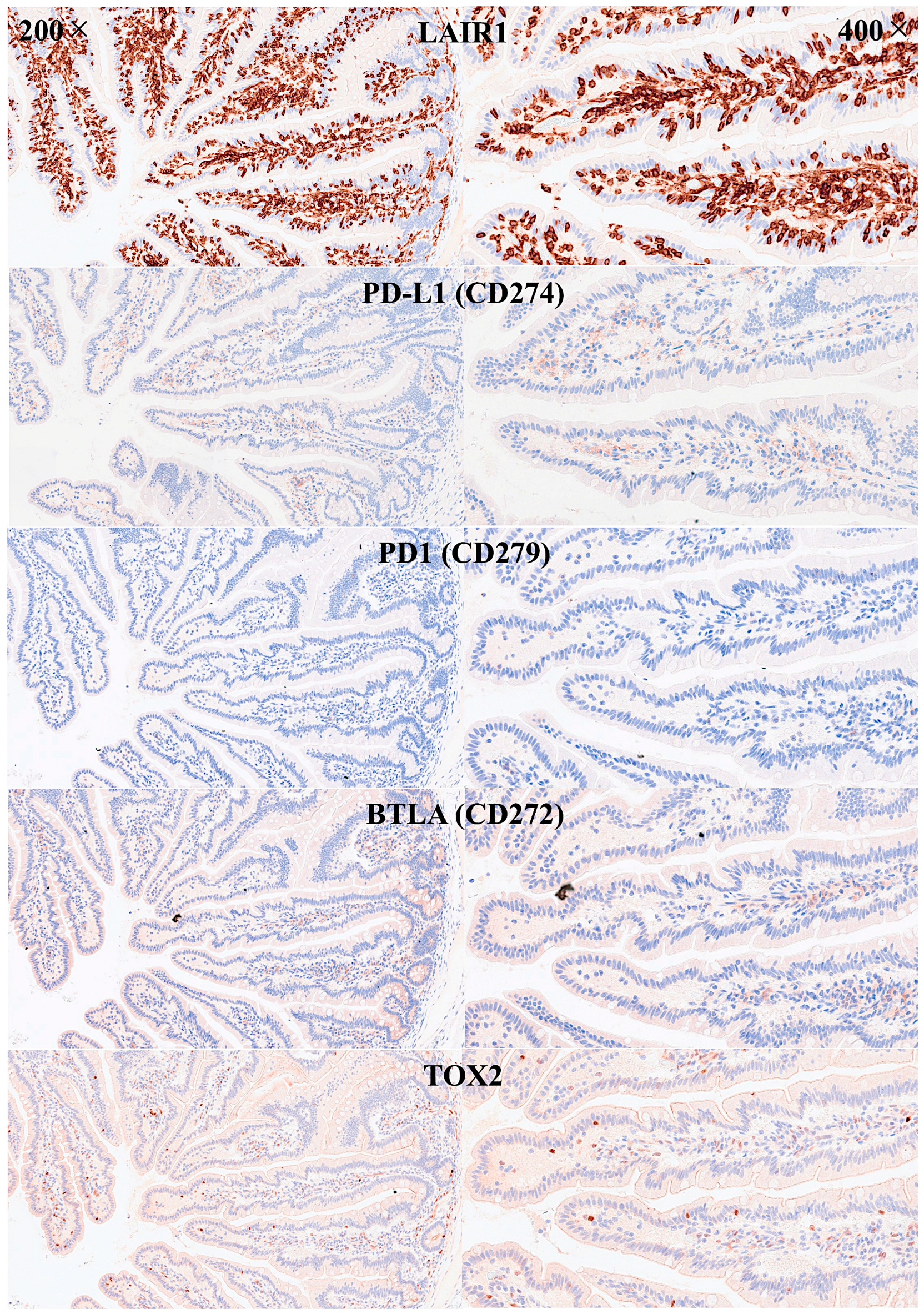 Biomedicines 13 02526 g007