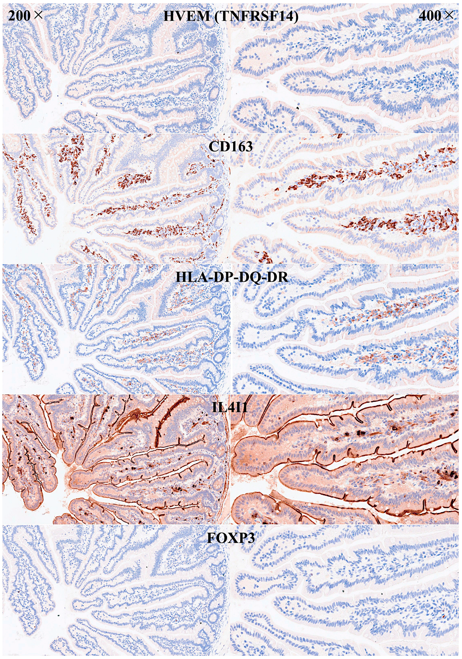 Biomedicines 13 02526 g008