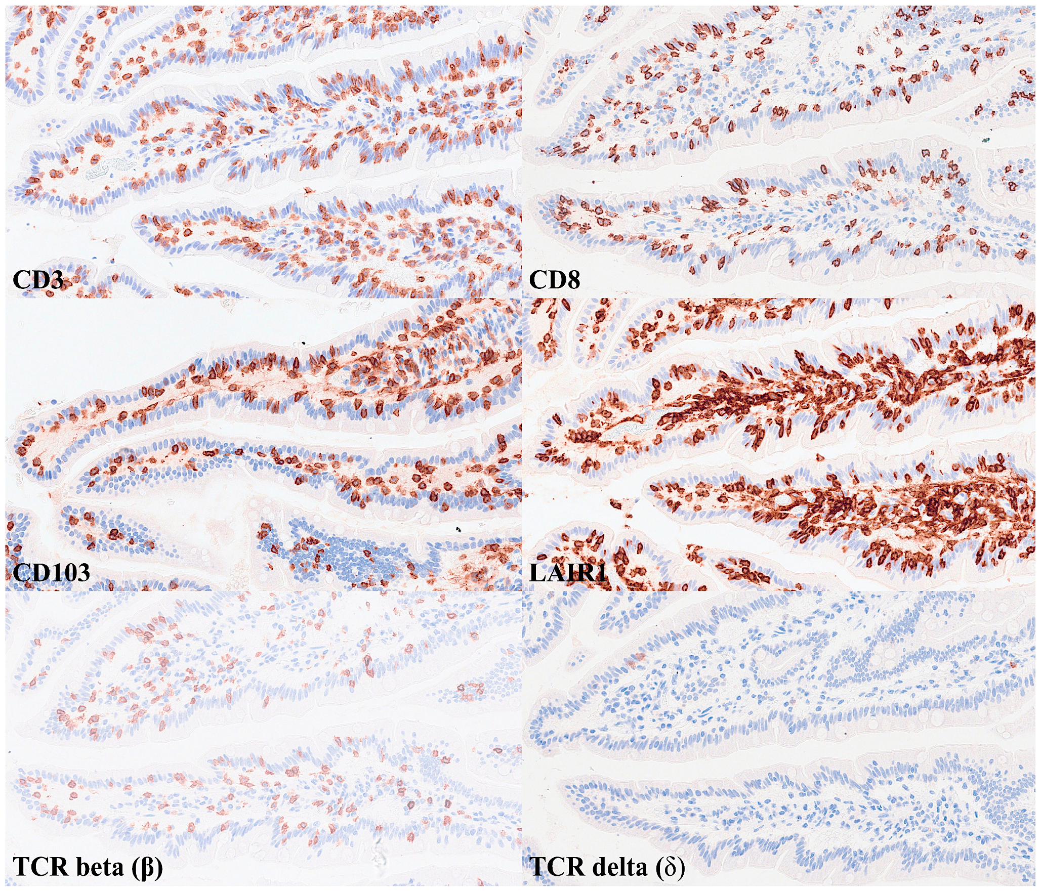 Biomedicines 13 02526 g009