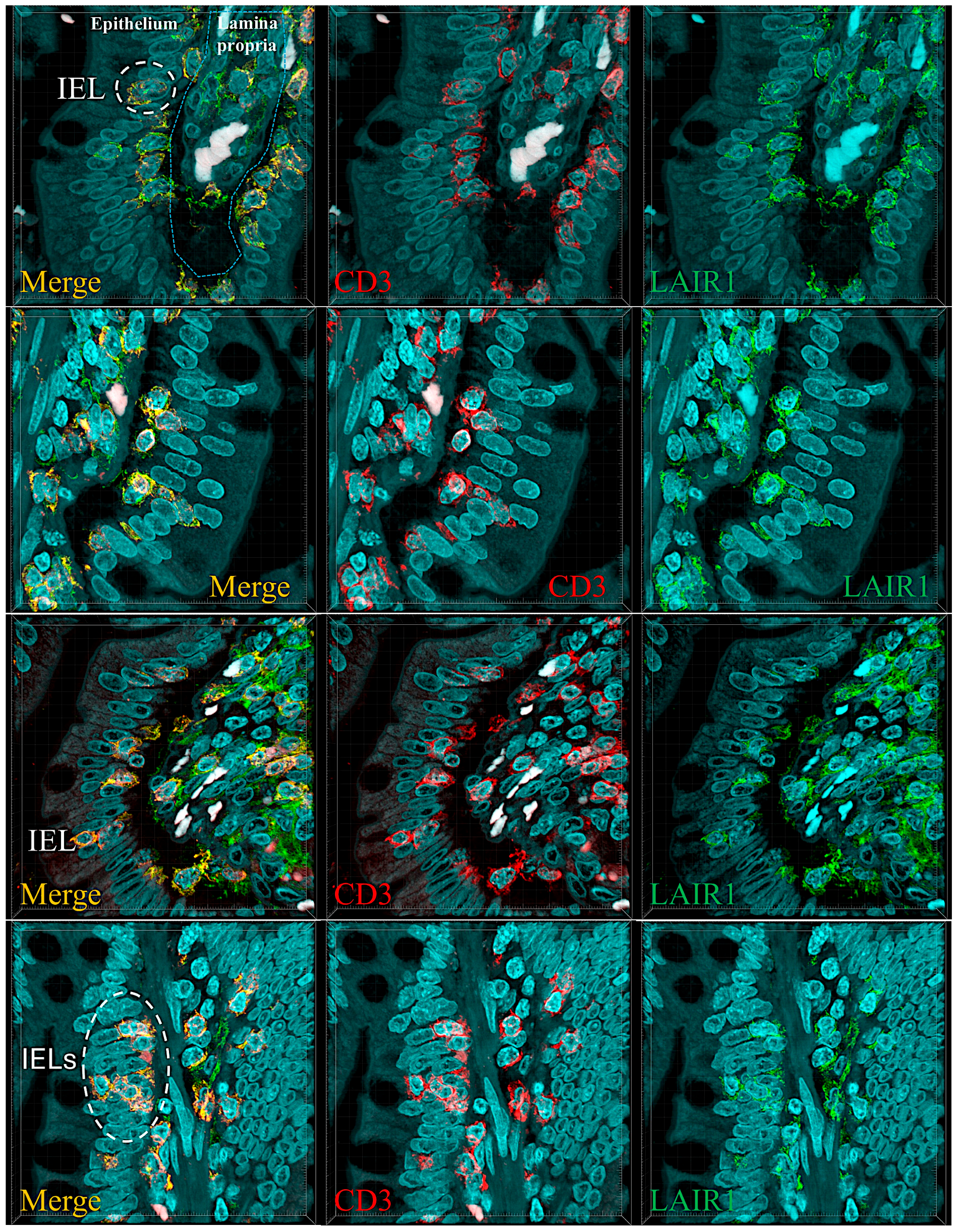 Biomedicines 13 02526 g010