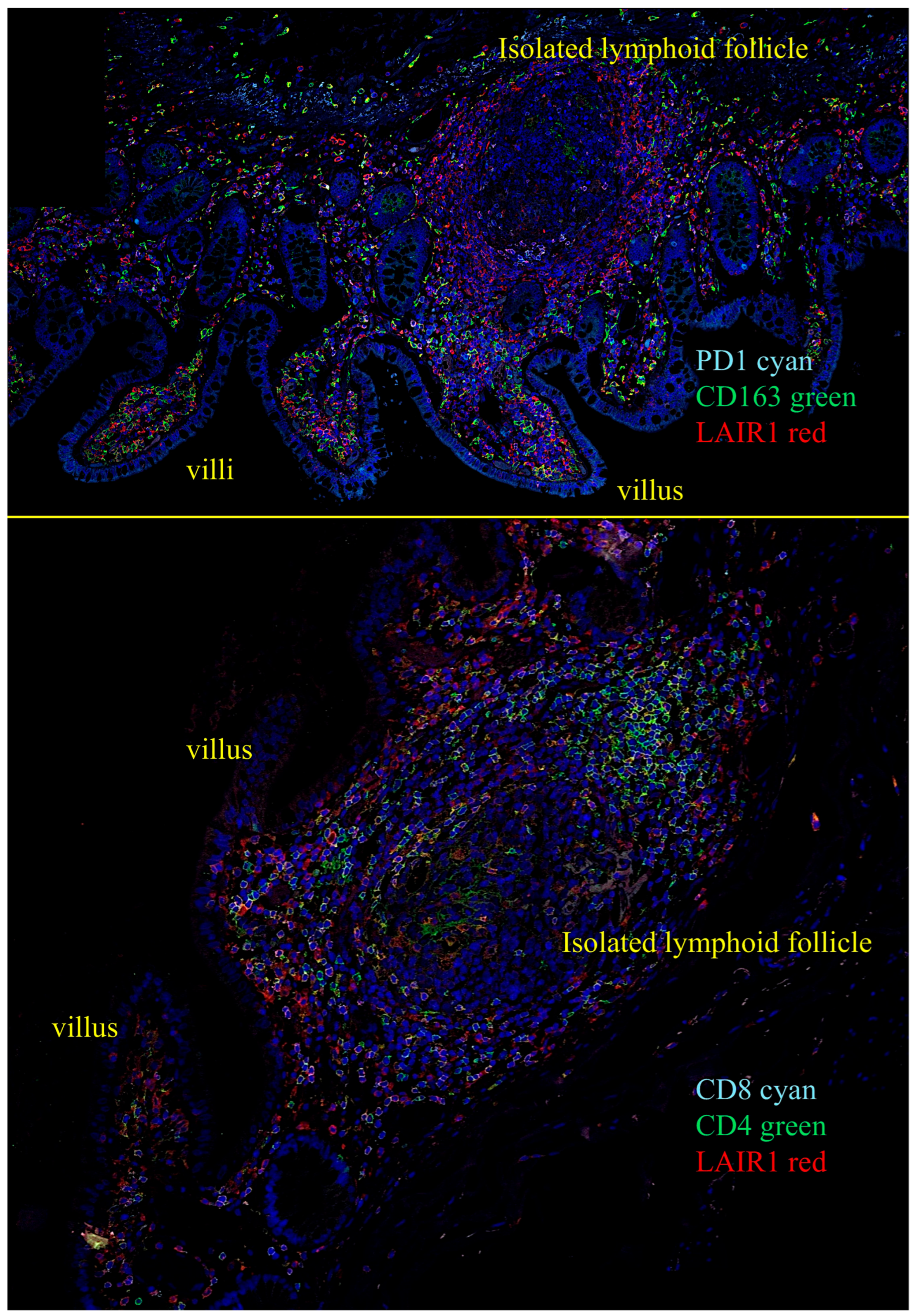 Biomedicines 13 02526 g011