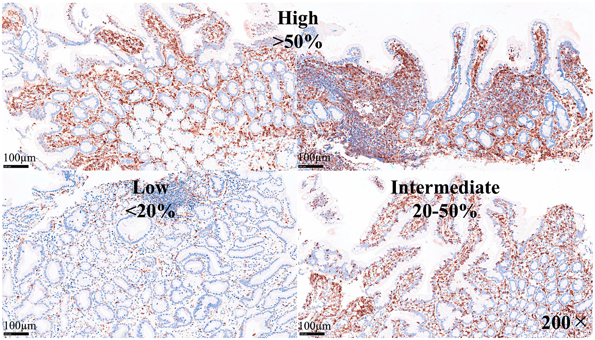 Biomedicines 13 02526 g012