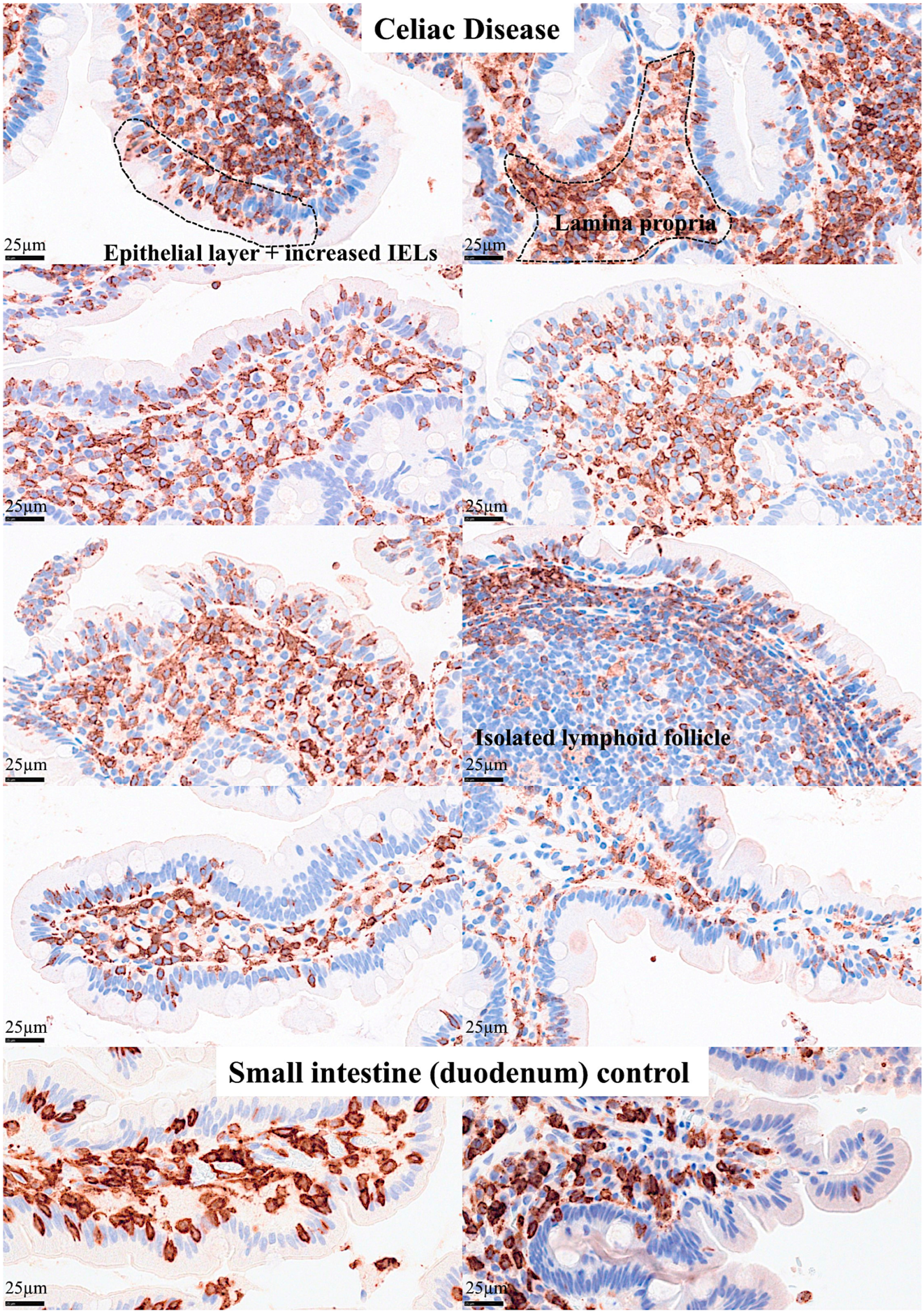 Biomedicines 13 02526 g013