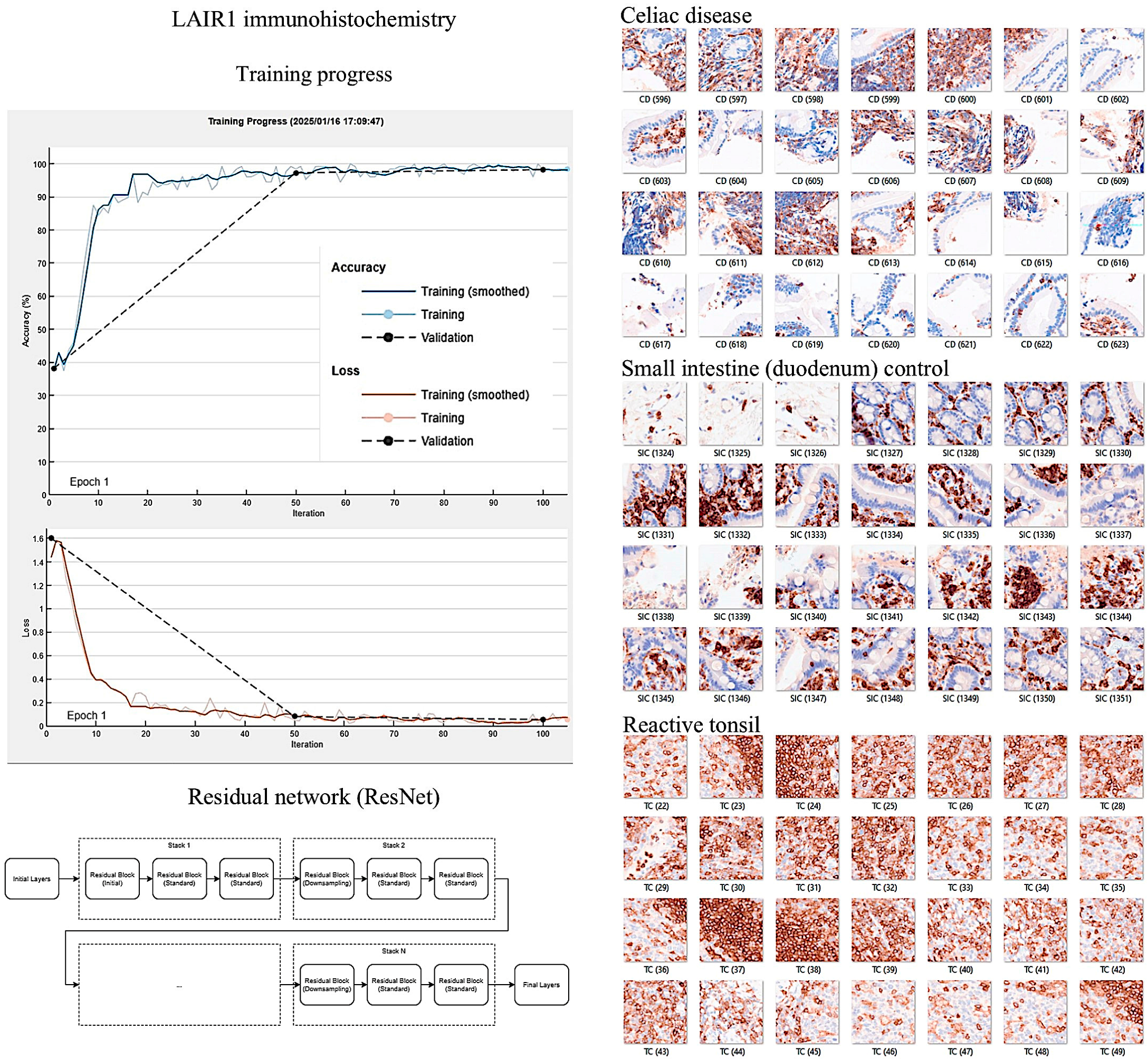 Biomedicines 13 02526 g014