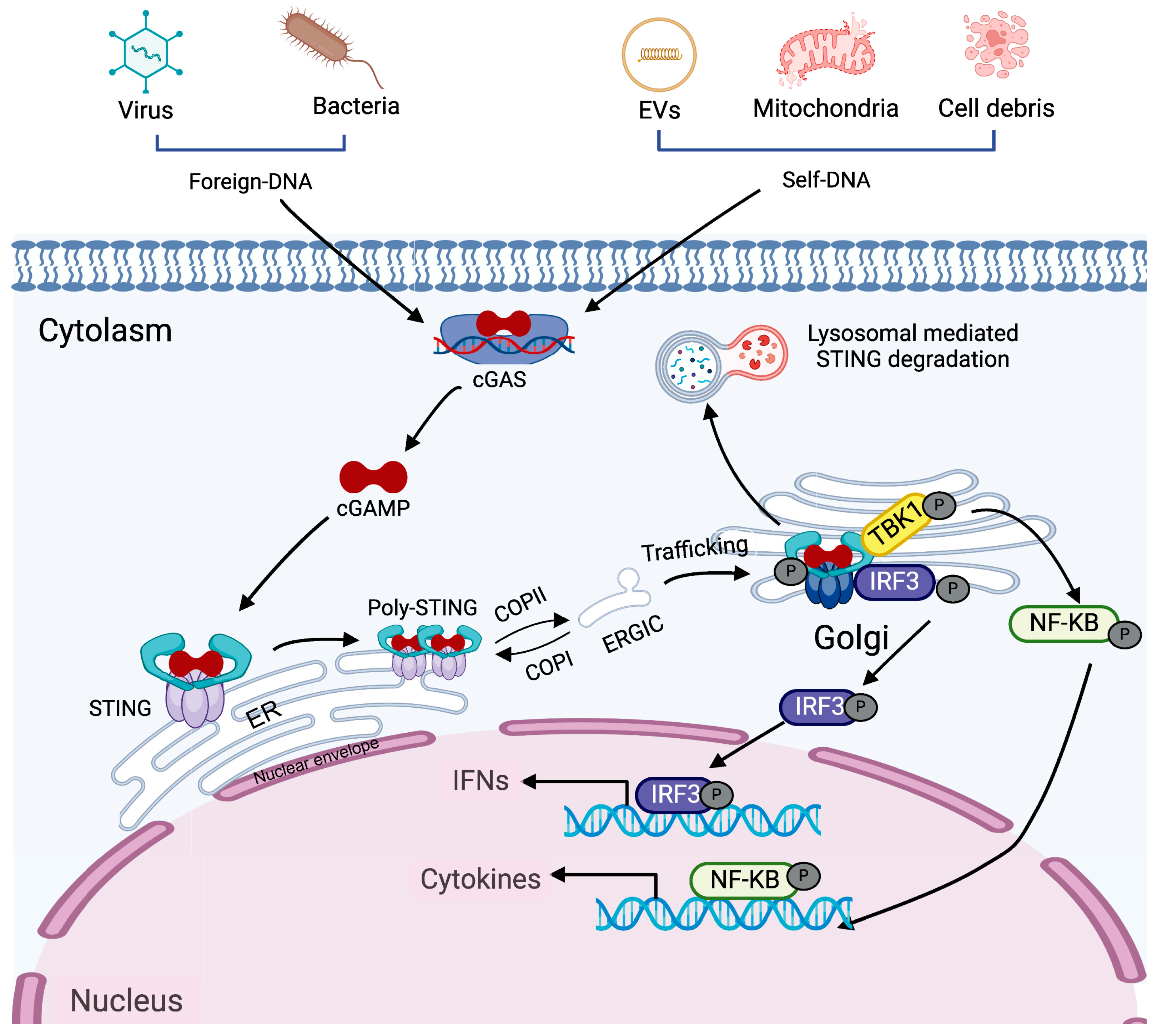 Biomedicines 13 02533 g001 Biomedicines 13 02533 g001