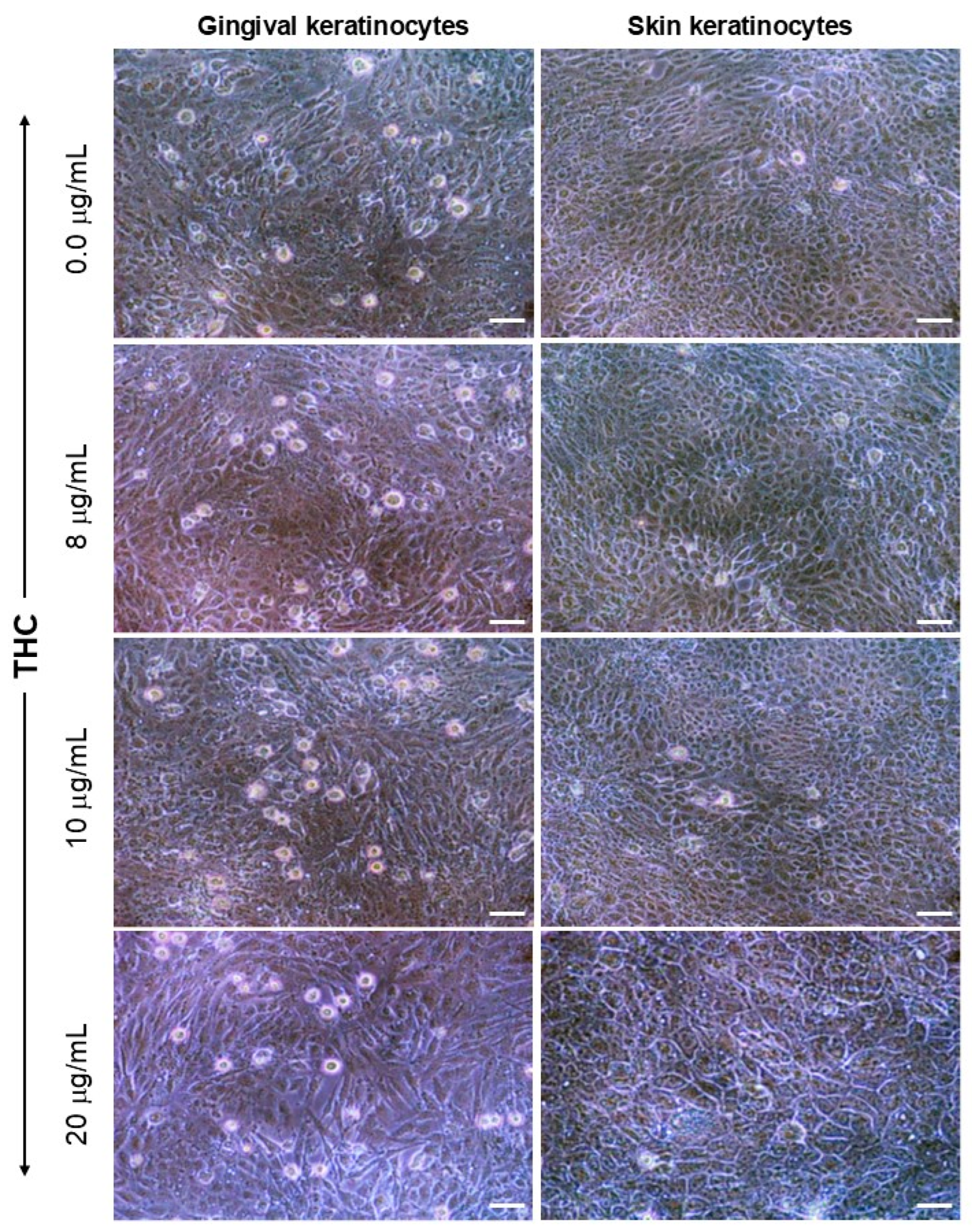 Biomedicines 13 02541 g002