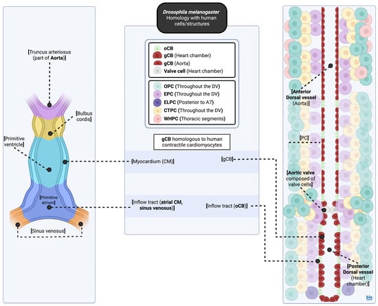 Biomedicines 13 02569 g001
